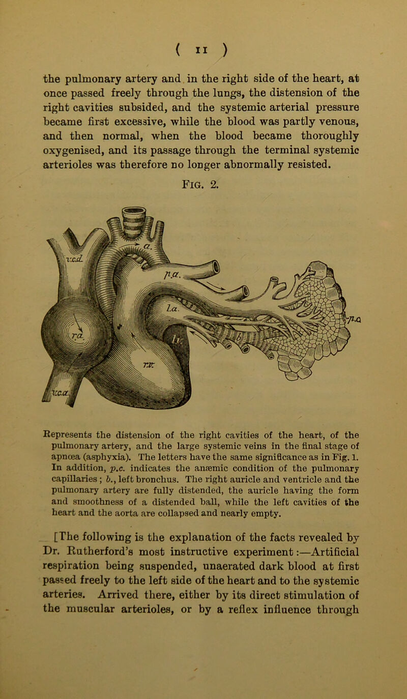 the pulmonary artery and in the right side of the heart, at once passed freely through the lungs, the distension of the right cavities subsided, and the systemic arterial pressure became first excessive, while the blood was partly venous, and then normal, when the blood became thoroughly oxygenised, and its passage through the terminal systemic arterioles was therefore no longer abnormally resisted. Fig. 2. Represents the distension of the right cavities of the heart, of the pulmonary artery, and the large systemic veins in the final stage of apncea (asphyxia). The letters have the same significance as in Fig. 1. In addition, p.c. indicates the anaemic condition of the pulmonary capillaries; b., left bronchus. The right auricle and ventricle and the pulmonary artery are fully distended, the auricle having the form and smoothness of a distended ball, while the left cavities of the heart and the aorta are collapsed and nearly empty. [The following is the explanation of the facts revealed by Dr. Rutherford’s most instructive experiment:—Artificial respiration being suspended, unaerated dark blood at first passed freely to the left side of the heart and to the systemic arteries. Arrived there, either by its direct stimulation of the muscular arterioles, or by a reflex influence through