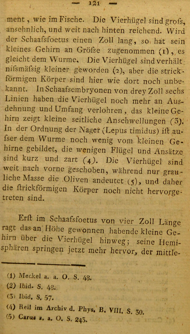ment, wie im Fische. Die Vierhügel sind grofs, ansehnlich, und weit nach hinten reichend. Wird der Schaafsfoetus einen Zoll lang, so, hat sein kleines Gehirn an Gröfse zugenommen (O, es gleicht dem Wurme, Die Vierhügel sind verhält nilsmäfsig kleiner geworden (2), aber die strick - förmigen Körper sind hier wie dort noch unbe- kannt. InSchaafsembryonen von drey Zoll sechs Linien haben die Vierhügel noch mehr an Aus« dehnung und Umfang verlohren , das kleine Ge- hirn zeigt kleine seitliche Anschwellungen (3). In der Ordnung der Nager (Lepus timidus) ift au- fser dem Wurme noch wenig vom kleinen Ge- hirne gebildet, die wenigen Flügel und Ansätze sind kurz und zart (4). Die Vierhügel sind weit nach vorne geschoben, während nur grau- liche Masse die Oliven andeutet (5), und daher die Ihickförmigen Körper noch nicht hervoyge- treten sind. Erft im Schaafsfoetus von vier Zoll Länge ragt das an Höhe gewonnen habende kleine Ge- hirn über die Vierbügel hinweg; seine Hemi- sphären springen jetzt mehr hervor, der mittle- (1) Meckel a. a. O. S. 48, (2) Ibid. S. 48, (3) Ibid, S, 57. (4) Reil im Archiv d. Physt B. VIII. S. 30,