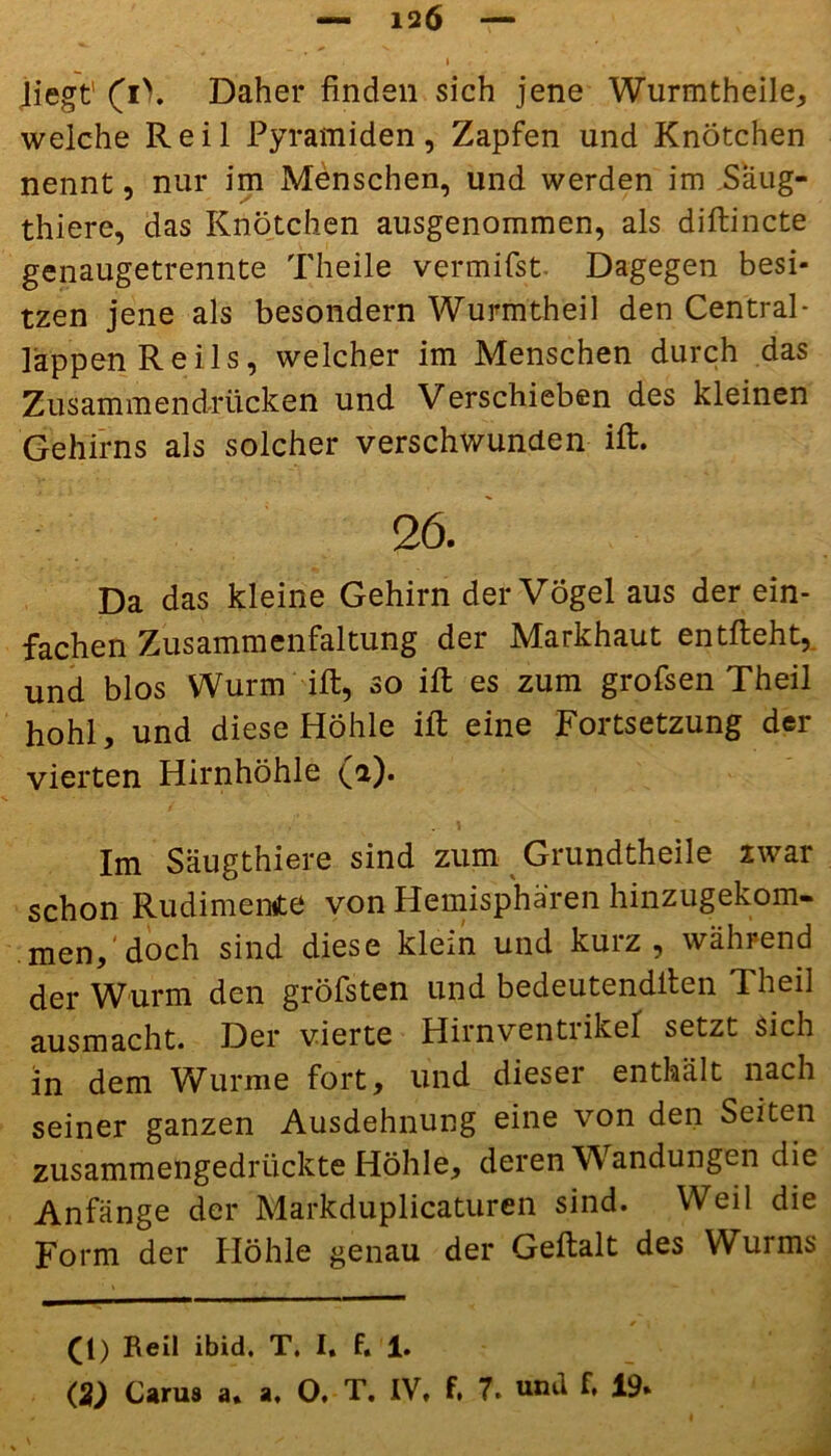 — 12Ö — I liegt’ (i\ Daher finden sich jene Wurmtheile, welche Reil Pyramiden, Zapfen und Knötchen nennt, nur im Menschen, und werden im Säug- thiere, das Knötchen ausgenommen, als diftincte genaugetrennte Theile vermifst Dagegen besi- tzen jene als besondern Wurmtheil den Central- lappen Reils, welcher im Menschen durch das Zusammendrücken und Verschieben des kleinen Gehirns als solcher verschwunden ift. 26. Da das kleine Gehirn der Vögel aus der ein- fachen Zusammenfaltung der Markhaut entlieht,, und blos Wurm'-ift, so ift es zum grofsen Theil hohl, und diese Höhle ift eine Fortsetzung der vierten Hirnhöhle (a). Im Säugthiere sind zum Grundtheile zwar schon Rudimente von Hemisphären hinzugekom- men,'doch sind diese klein und kurz, während der Wurm den gröfsten und bedeutendllen Theil ausmacht. Der vierte Hirnventrikel setzt sich in dem Wurme fort, und dieser enthält nach seiner ganzen Ausdehnung eine von den Seiten zusammengedrückte Höhle, deren Wandungen die Anfänge der Markduplicaturen sind. Weil die Form der Höhle genau der Geftalt des Wurms (1) Beil ibid. T. I, f. 1.