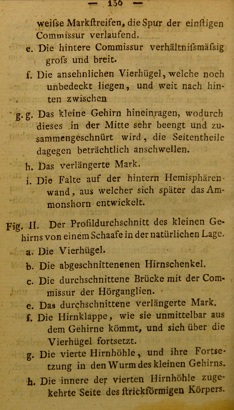 weifse Markftreifen, die Spur der einftigen , Commissur verlaufend. e. Die hintere Commissur verhältnifsmäfsig grofs und breit. f. Die ansehnlichen Vierhügel, welche noch unbedeckt liegen, und weit nach hin- ten zwischen g. g. Das kleine Gehirn hineinragen, wodurch dieses in der Mitte sehr beengt und zu- sammengeschnürt wird, die Seitentheile dagegen beträchtlich anschwellen. h. Das Verlängerte Mark. i. Die Falte auf der hintern Hemisphären* wand, aus welcher sich später das Am- monshorn entwickelt. Fig. II* Der Profildurchschnitt des kleinen Ge- hirns von einem Schaafe in der natürlichen Lage. a. Die Vierhügel. b. Die abgeschnittenenen Hirnschenkel. \ * / c. Die durchschnittene Brücke mit der Com- missur der Hörganglien. ' e. Das durchschnittene verlängerte Mark. f. Die Hirnklappe, wie sie unmittelbar aus dem Gehirne kömmt, und sich über die Vierhügel fortsetzt. g. Die vierte Hirnhöhle, und ihre Fortse- tzung in den Wurm des kleinen Gehirns. h. Die innere def vierten Hirnhöhle zuge- kehrte Seite des ftrickförmigen Körpers.