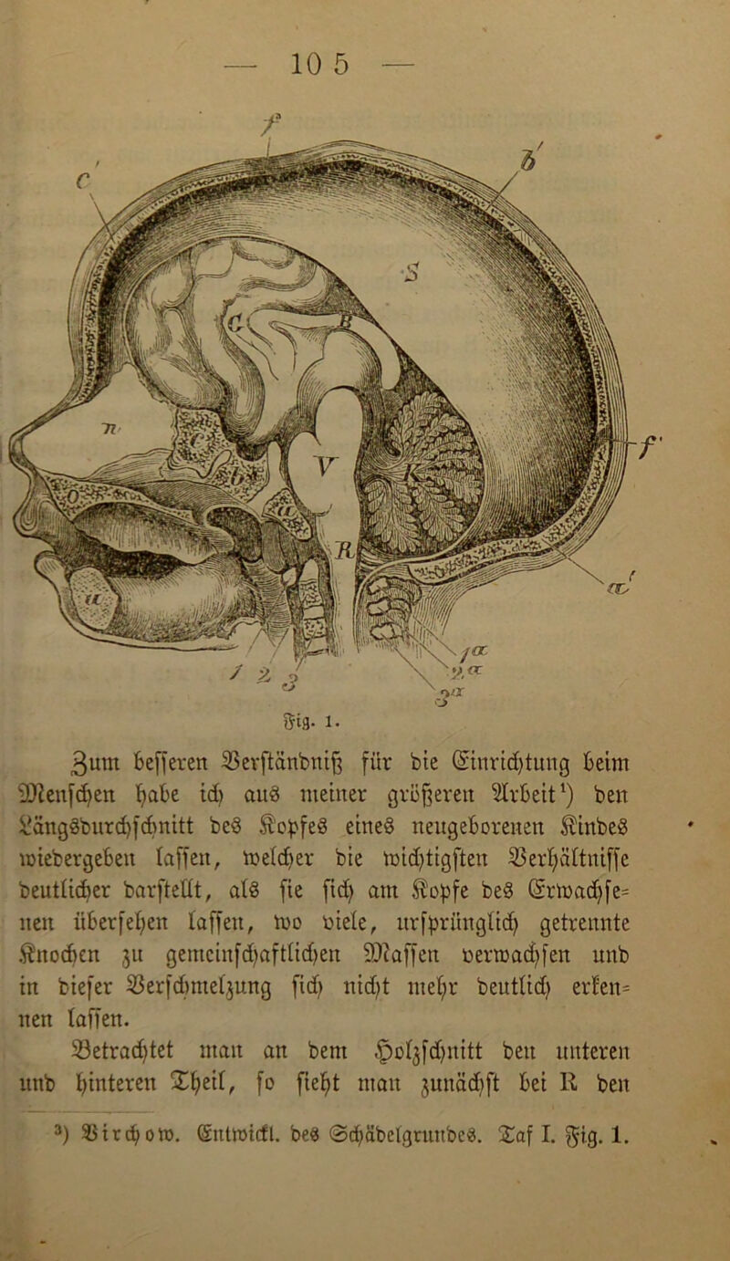 - 10 5 3um befferen 33erftänbniß für bie Gnnridjtung beim üftenfcfyen habe tdj aud meiner größeren Arbeit1) beit l'ängdburchfdmitt bed Stobfed eitted neugeborenen Äinbed miebergeben taffen, metdjer bie mid)tigften 23erf)ättniffe beutticher barfteüt, atd fie fid> am $obfe bed (£rmachfe= nen überfein taffen, tno niete, urfprüngtid) getrennte Änodjen ju gemcinfd)afttid)en üftaffen »erwadjfen unb in biefer ^ßerfdmteljung fidf> nidjt met;r beuttidj erfen= nen taffen. 33etrad)tet man an bem ^otjfdjnitt beit unteren unb Unteren fo fie^t man junädjft bei 11 ben 3) 33trcf>om. ©nttmcfl. bed ©djäbetgrunbed. Xa\ I. ^ig. 1.