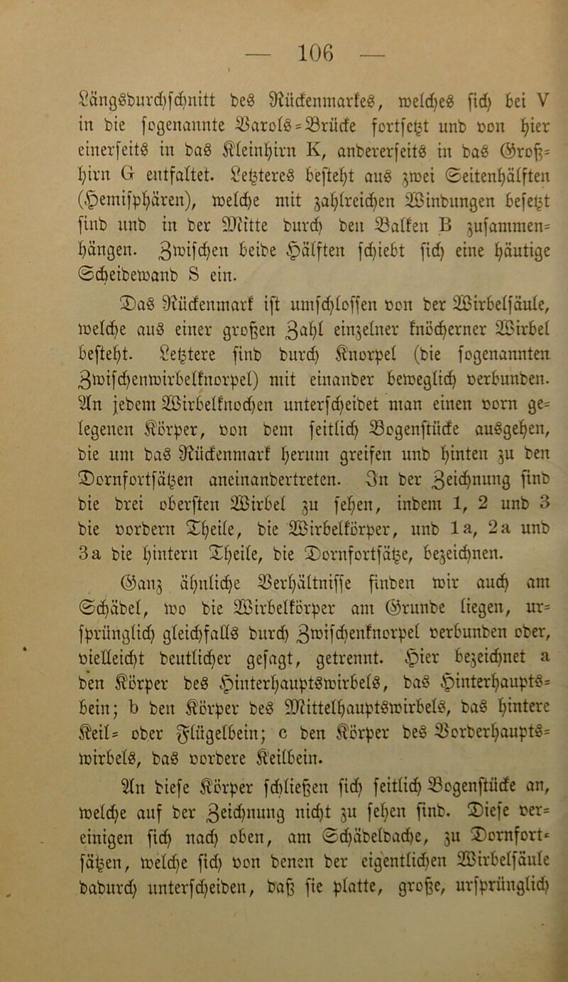 8ängdburd)fd)nitt bed 9füdenmarfed, roetd)ed fid) bei V in bie fogenannte 33arotd = 23rütfe fortfe^t unb oon f^ier einerfeitd in bad $teinljirn K, anbererfeitd in bad ©rof$= f)irn G entfaltet. Se^tered befielt and ^rnei ©eitenfyätften Opemifptjären), metd)e mit jaljtrcidjen SBinbungen befetjt finb unb in ber SOcitte burd) beit halfen B jufammen* Rängen. 3toif$en beibe £>ätften fdjiebt fid) eine tjäutige ©djeibetoanb S ein. 3)ad 9uidenmarf ift umfdjloffen oon ber 2BirbeIfäu(e, ioeIcf)e aud einer großen 3a^ einzelner fnöcfyerner Söirbel befielt. £et3tere finb burd) Knorpel (bie fogenannten 3toifd)enmirbetfnorpel) mit einanber bemegticf) oerbunben. 5In jebem 2Öirbelfnod)en unterfcf)eibet man einen oorn ge= legenen Körper, non bent feittid) töogenftücfe audgefyen, bie um bad 9fticfenmarf Ijerum greifen unb feinten }u ben tDornfortfäfcen aneinanbertreten. 3n ber 3ei<tynung finb bie brei oberften iffiirbet 3U fefien, inbern 1, 2 unb 3 bie oorbern S£fieite, bie ÜBirbetförper, unb la, 2 a unb 3 a bie t)intern £{jeite, bie ®ornfortfct(3e, be^eicpnen. ©anj ät)ntid)e 33erl)ältniffe finben mir aucf) am ©d)äbet, mo bie 2öirbelförper am ©runbe liegen, ur= fprüngtid) g(eid)fatld burd) 3nufd)enfnorpet oerbunben ober, üiedeid)t beutticfyer gefagt, getrennt. §ier bejeid)net a ben Körper bed .'pinterfyauptdmirbetd, bad ^pinterf>auptd= Bein; b ben Körper bed !>D?ittetf)auptdmirbeId, bad fyintere $eiG aber ^tügelbein; c ben Körper bed 33erbert)auptd= mirbetd, bad oorbere Ä'eitbein. 5ln biefe Körper fd)tie§en fid) feittid) 33ogenftüde an, metdje auf ber 3eid)nung nicfjt 3U fet)en finb. ®iefe t>er= einigen fid) nad) oben, am ©d)äbelbad)e, ju ®ornfort* fällen, metd)e fid) üon benen ber eigenttid)en 2BirbetfäuIe baburd) unterfdjeiben, bafj fie platte, große, urfprünglid)