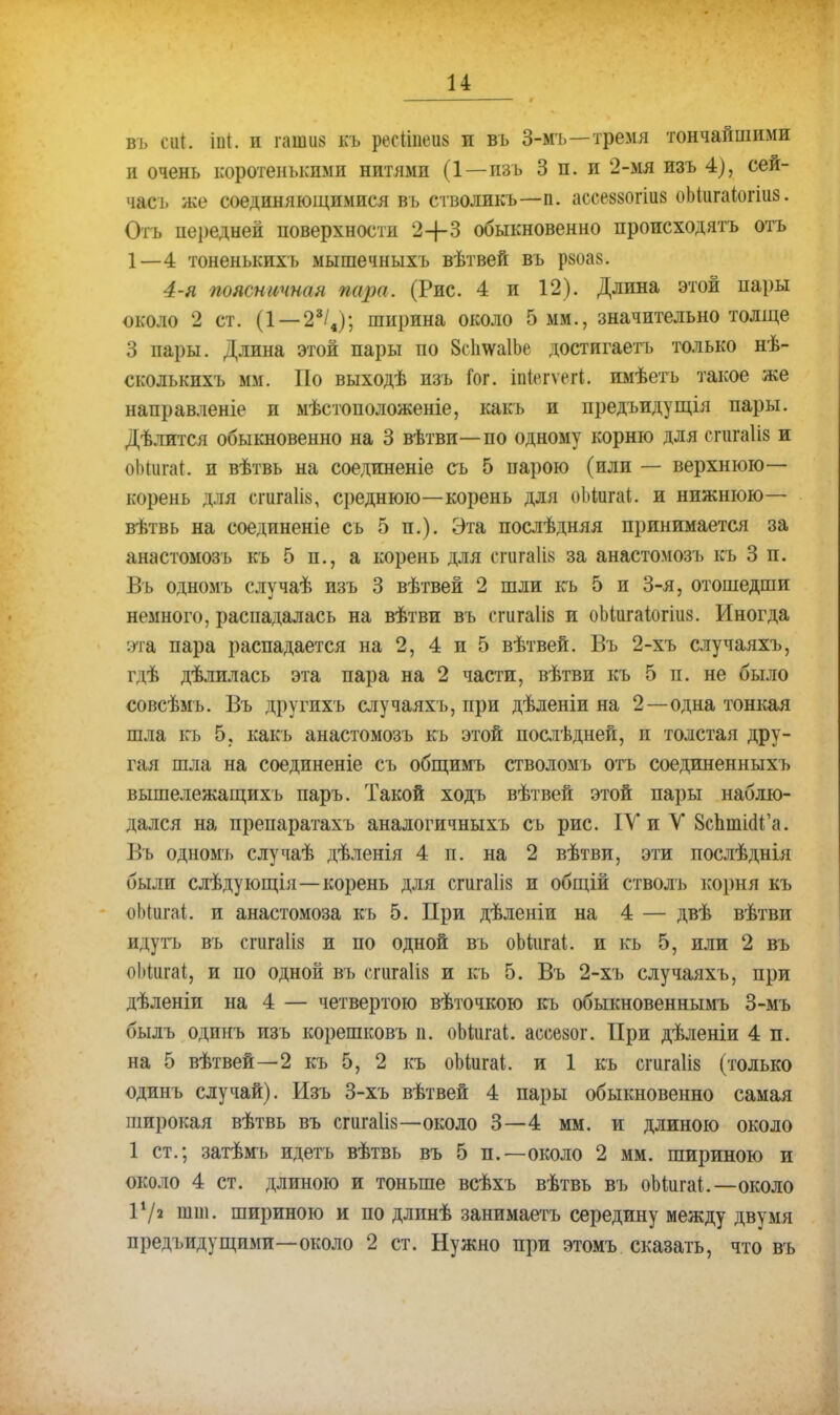 въ сігі. іін. и ГШШ къ рѳеІШвш и въ 3-мъ—тремя тончайшими и очень коротенькими нитями (1—пзь 3 п. и 2-мя изъ 4), сей- час ъ же соединяющимися въ стволикъ—п. асоешшю оМіігаіогіиз. Отъ передней поверхности 2+3 обыкновенно происходить отъ 1—4 тоненькпхь мышечныхъ вѣтвей вь р8оаз. 4-я поясничная пара. (Рис. 4 и 12). Длина этой пары около 2 ст. (1 —28/4); ширина около 5 мм., значительно толще 3 пары. Длина этой пары по 8с1і\ѵа1Ье достигает!, только нѣ- сколькихъ мм. По выходѣ изъ Гог. іпіегѵегі. имѣетъ такое же направленіе и мѣстоположеніе, какъ и предъидущія пары. Дѣлится обыкновенно на 3 вѣтви—по одному корню для сгигаііз и оЫипи. и вѣтвь на соединеніе сь 5 парою (или — верхнюю— корень для сгигаііз, среднюю—корень для оЫигаІ. и нижнюю— вѣтвь на соединеніе съ 5 п.). Эта послѣдняя принимается за анастомозъ къ 5 п., а корень для сгигайв за анастомозъ къ 3 п. Въ одномъ случаѣ изъ 3 вѣтвей 2 шли къ 5 и 3-я, отошедши немного, распадалась на вѣтви въ (тигаііз и оМигаіогіиз. Иногда эта пара распадается на 2, 4 и 5 вѣтвей. Въ 2-хъ случаяхъ, гдѣ дѣлилась эта пара на 2 части, вѣтви къ 5 п. не было совсѣмъ. Въ другихъ случаяхъ, при дѣленіи на 2—одна тонкая шла къ 5, какъ анастомозъ къ этой послѣдней, и толстая дру- гая шла на соединеніе съ общимъ стволомъ отъ соединенныхъ вышележащихь паръ. Такой ходъ вѣтвей этой пары наблю- дался на препаратахъ аналогичныхъ съ рис. ІУ и У БсптіаГа. Въ одномъ случаѣ дѣленія 4 п. на 2 вѣтви, эти послѣднія были слѣдующія—корень для сгигаііз и общій стволъ корня къ оЫигаІ. и анастомоза къ 5. При дѣленіи на 4 — двѣ вѣтви идутъ въ сгигаііз и по одной въ оМигаі. и кь 5, или 2 въ оЬіигаІ, и по одной въ сшгаіів и къ 5. Въ 2-хъ случаяхъ, при дѣленіи на 4 — четвертою вѣточкою къ обыкновеннымъ 3-мъ былъ одинъ изъ корешковъ п. оЬіигаі. ассезог. При дѣленіи 4 п. на 5 вѣтвей—2 къ 5, 2 къ оЫигаІ. и 1 къ сгигаіів (только одинъ случай). Изъ 3-хъ вѣтвей 4 пары обыкновенно самая широкая вѣтвь въ сгигаіів—около 3—4 мм. и длиною около 1 ст.; затѣмъ и деть вѣтзь въ 5 п.—около 2 мм. шириною и около 4 ст. длиною и тоньше всѣхъ вѣтвь въ оЫжаІ.—около Ѵ/ч шш. шириною и по длинѣ занимаетъ середину между двумя предъидущими—около 2 ст. Нужно при этомъ сказать, что въ