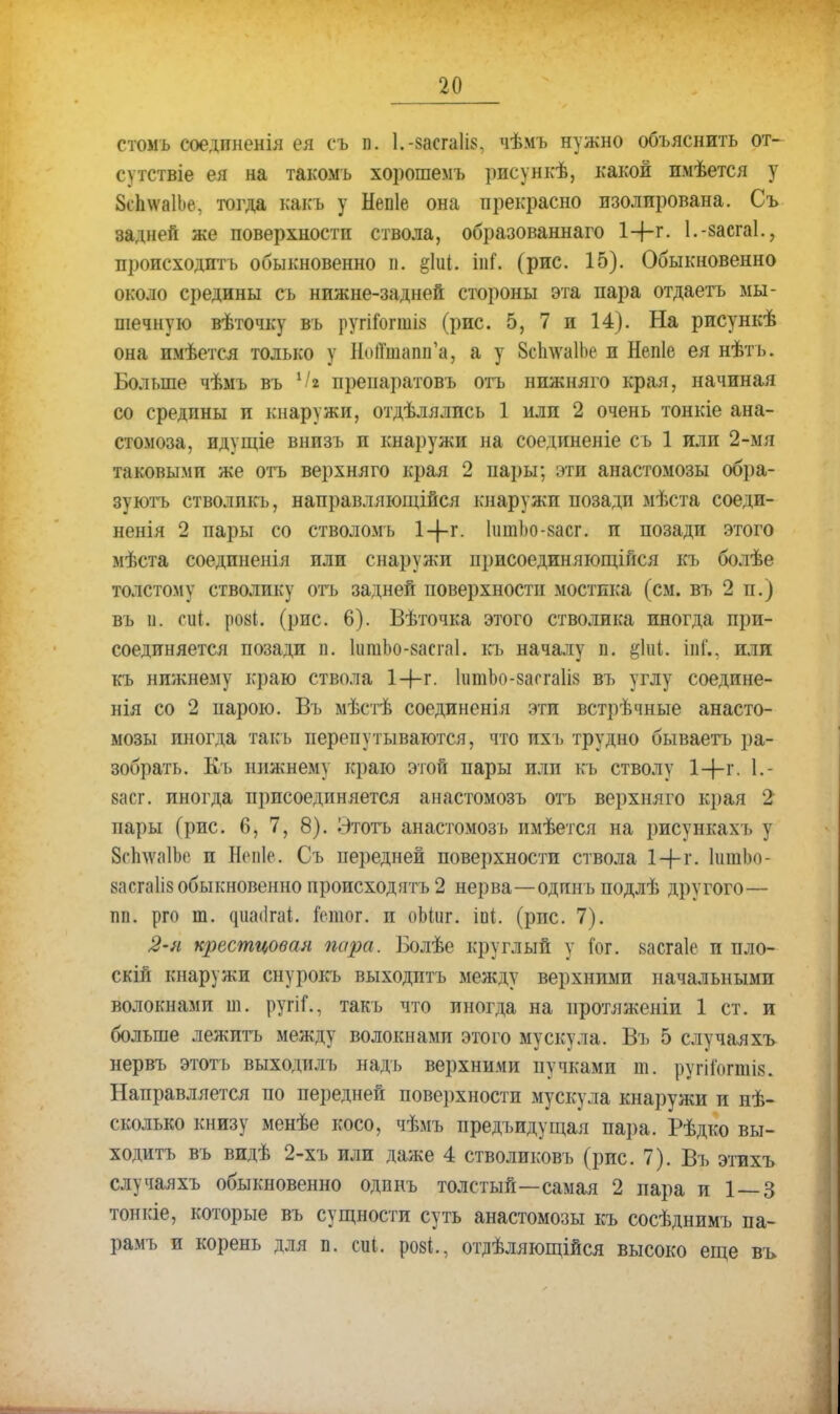 стомъ соедпненія ея съ п. 1.-8аега1і8. чѣмь нужно объяснить от- сутствіе ея на такомъ хорошемъ рисункѣ, какой имѣется у 8сп\ѵа1Ье. тогда какъ у Непіе она прекрасно изолирована. Съ задней же поверхности ствола, образованнаго 1-р-г. І.-васгаІ., происходптъ обыкновенно п. §ІиІ. інГ. (рис. 15). Обыкновенно около средины съ нижне-задней стороны эта пара отдаетъ мы- шечную вѣточку въ ругіГошш (рис. 5, 7 и 14). На рисункѣ она имѣется только у НоіТшашГа, а у ВсвлѵаІЬе и Непіе ея нѣтъ. Больше чѣмъ въ 1/« препаратовъ отъ нпжняго края, начиная со средины и кнаружи, отделялись 1 или 2 очень тонкіе ана- стомоза, идущіе внизъ и кнаружи на соединеніе съ 1 или 2-мя таковыми же отъ верхняго края 2 пары; эти анастомозы обра- зуютъ стволпкь, направляющійся кнаружи позади мѣста соеди- ненія 2 пары со стволомъ 1+г. ІишЬо-васг. и позади этого мѣста соедпненія или снаружи присоединяющиеся къ болѣе толстому стволику отъ задней поверхности мостика (см. въ 2 п.) въ п. еиі ро«і. (рис. 6). Вѣточка этого стволика иногда при- соединяется позади п. НіпіЬо-васгаІ. къ началу п. %Ы1. іпС, или къ нижнему краю ствола 1+г. ІіітЬо-засгаІія въ углу соедине- нія со 2 парою. Въ мѣстѣ соединенія эти встрѣчные анасто- мозы иногда такъ перепутываются, что ихъ трудно бываетъ ра- зобрать. Къ нижнему краю этой пары или къ стволу 1-р-г. 1.- васг. иногда присоединяется анастомозъ отъ верхняго края 2 пары (рис. 6, 7, 8). Этотъ анастомозъ имѣется на рисункахъ у ВсЬлѵаІЪе и Непіе. Съ передней поверхности ствола ІЦ-т. ІишЬо- 8асга1і8 обыкновенно происходятъ 2 нерва—одинъ подлѣ другого— тіп. рго т. ^^^а<1^аі. Гетог. и оЫиг. іиі. (рис. 7). 2-я крестцовая пира. Болѣе круглый у іог. 8асга1е и пло- скій кнаружи снурокъ выходптъ между верхними начальными волокнами ш. ругіГ., такъ что иногда на нротяженіи 1 ст. и больше лежитъ между волокнами этого мускула, Въ 5 случаяхъ нервъ этотъ выходилъ надъ верхними иучкамп т. ругіГогпш. Направляется по передней поверхности мускула кнаружи и нѣ- сколько книзу менѣе косо, чѣмъ предъидущая пара. Рѣдко вы- ходить въ видѣ 2-хъ или даже 4 стволиковъ (рис. 7). Въ этихъ случаяхъ обыкновенно одинъ толстый—самая 2 пара и 1 — 3 тонкіе, которые въ сущности суть анастомозы къ сосѣднимъ па- рамъ и корень для п. еііі. роз*., отдѣляющійся высоко еще въ