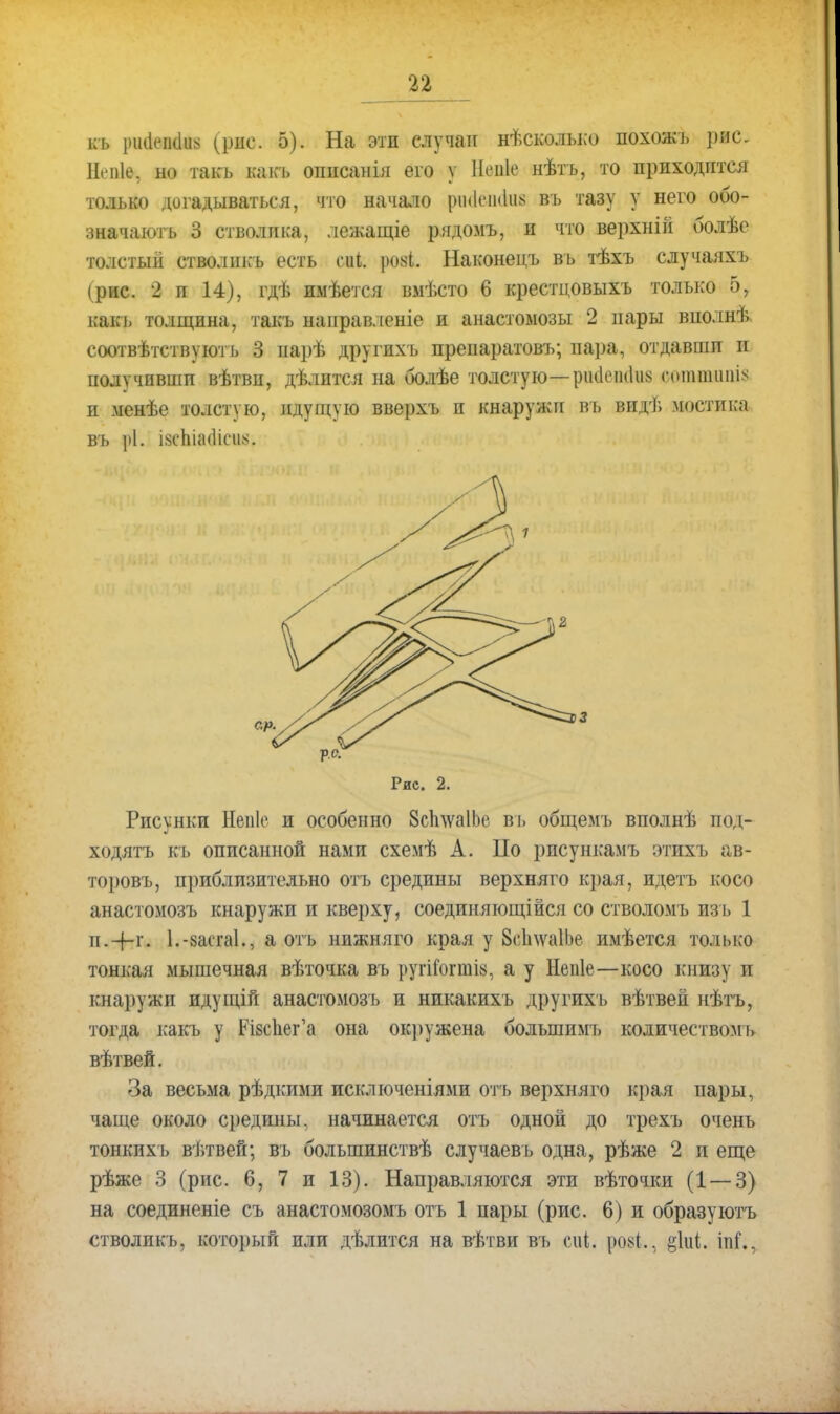 къ ршВД*8 (рис. 5). На эти случаи нѣсколъко похожъ р*С Непіе, но такъ какь описаны его у Неіііе нѣтъ, то приходится только догадываться, что начало ршіімиіію въ тазу у него обо- значают ь 3 стволика, лежащіе рядомъ, и что верхній болѣе толстый стволикъ есть счіі. ровЬ. Наконен;ь вь тѣхъ случаяхъ (рис. 2 и 14), гдѣ имѣется вмѣсто 6 крестцовыхъ только 5, какь толщина, такъ направленіе и анастомозы 2 нары внолнѣ. соотвѣтствуютъ 3 иарѣ другихъ препаратовъ; пара, отдавши п нолѵчившп вѣтви, дѣлится на болѣе толстую—рік1еін1іі8 сотппші^ и менѣе толстую, идущую вверхъ и кнаружи въ видѣ мостика ВЪ рі. І8СІШ<ІІС118. Ряс. 2. Рисунки Непіе и особенно 8сплѵа1Ье въ общемъ вполнѣ под- ходятъ кь описанной нами схемѣ А. ІІо рпсунісамъ отихь ав- то})овъ, приблизительно оть средины верхняго края, идетъ косо анастомозъ кнаружи и кверху, соединяющійся со стволомъ изь 1 п.-(-г. 1.-засгаі., а отъ нижняго края у 8гЬлѵа1Ье имѣется только тонкая мышечная вѣточка въ ругііогші», а у Непіе—косо книзу и кнаружи идущій анастомозъ и никакихъ другихъ вѣтвей нѣтъ, тогда какъ у РівоЬ,«г'а она окружена болыпимъ количествомъ вѣтвей. За весьма рѣдкими исключеніями отъ верхняго края пары, чаще около средины, начинается отъ одной до трехъ очень тонкнхъ вѣтвей; въ болыпинствѣ случаевъ одна, рѣже 2 и еще рѣже 3 (рис. 6, 7 и 13). Направляются эти вѣточки (1 — 3) на соединеніе съ анастомозомъ отъ 1 пары (рис. 6) и образуютъ СТВОЛИКЬ, КОТОрЫЙ ПЛИ ДЕЛИТСЯ На ВѢТВИ ВЪ С11І. |)08{., §1иі. іпГ.,