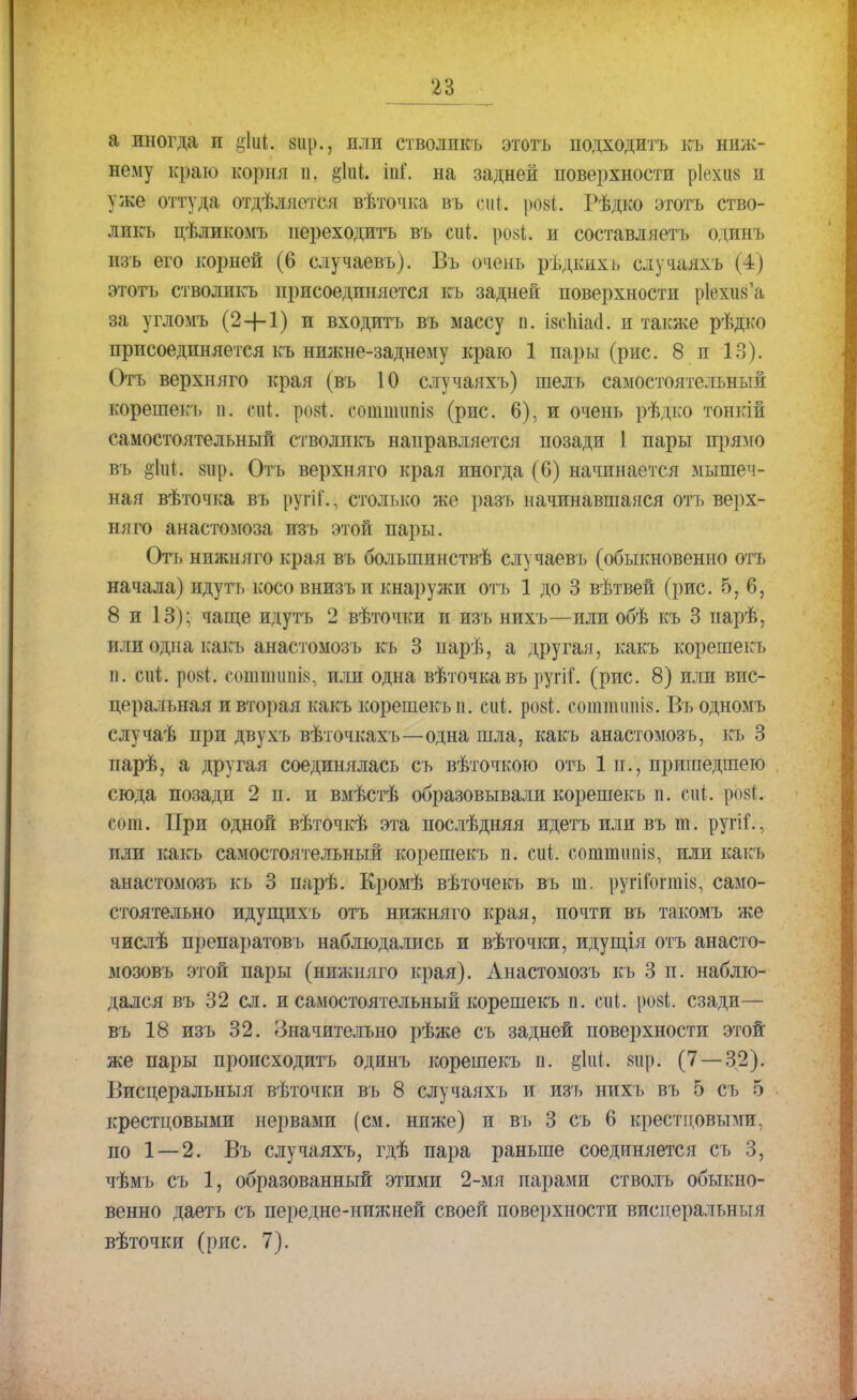 а иногда и §1иі. зіір., пли стволпкъ этотъ подходить къ ниж- нему краю корня і). ёіиі. іпГ. на задней поверхности ріехиа п уже оттуда отделяется вѣточка въ піі. рові. Рѣдко этотъ ство- ликъ цѣликомъ переходить въ сиі. розі» и составляет!» одинъ тъ его корней (6 случаевъ). Въ очень рѣдшхъ случаяхъ (4) этотъ стволикъ присоединяется къ задней поверхности р1ехіі8'а за угломъ (2Н-1) и входить въ массу п. ізсЪіаа. н также рѣдко присоединяется къ нижне-заднему краю 1 пары (рис. 8 п 13). Отъ верхняго края (въ 10 случаяхъ) шелъ самостоятельный корешекъ п. ели. ро8І. сопшшш (рис. 6), и очень рѣдко тонкій самостоятельный стволикъ направляется позади I пары прямо въ §1и1;. 8іір. Отъ верхняго края иногда (6) начинается мышеч- ная вѣточка въ ругіС, столько же разъ начинавшаяся отъ верх- няго анастомоза пзъ этой пары. Оть нижняго края въ большинствѣ случаевъ (обыкновенно отъ начала) идутъ косовнизъи кнаружи отъ 1 до 3 вѣтвей (рис. 5, 6, 8 и 13); чаще идутъ 2 вѣточки и изъ нихъ—или обѣ къ 3 парѣ, или одна какъ анастомозъ къ 3 парѣ, а другая, какъ корешекъ п. сігі. рои!, сошшітйі, или одна вѣточкавъ ругіГ. (рис. 8) или вис- церальная и вторая какъ корешекъ п. сігі. рові. еотйпшіз. Въ одномъ случаѣ при двухъ вѣточкахъ—одна шла, какъ анастомозъ, къ 3 парѣ, а другая соединялась съ вѣточкою отъ 1 п., пришедшею сюда позади 2 п. и вмѣстѣ образовывали корешекъ п. еііі. розі сот. При одной вѣточкѣ эта иослѣдняя идетъ или въ т. ругіі., или какъ самостоятельный корешекъ п. сііі. сопшішш, или какъ анастомозъ къ 3 парѣ. Кромѣ вѣточекъ въ т. ругіюгті», само- стоятельно идущихъ отъ нижняго края, почти въ такомъ же числѣ препаратовь наблюдались и вѣточки, идущія отъ анасто- мозовъ этой пары (нижняго края). Анастомозъ къ 3 п. наблю- дался въ 32 сл. и самостоятельный корешекъ п. спі. ро8і. сзади— въ 18 изъ 32. Значительно рѣже съ задней поверхности этой же пары происходить одинъ корешекъ п. §Ш. аир. (7 — 32). Висцеральный вѣточки въ 8 случаяхъ и изъ нихъ въ 5 съ 5 крестцовыми нервами (см. ниже) и въ 3 съ 6 крестцовыми, по 1 — 2. Въ случаяхъ, гдѣ пара раньше соединяется съ 3, чѣмъ съ 1, образованный этими 2-мя парами стволъ обыкно- венно даеть съ передне-нижней своей поверхности висцеральный вѣточки (рис. 7).