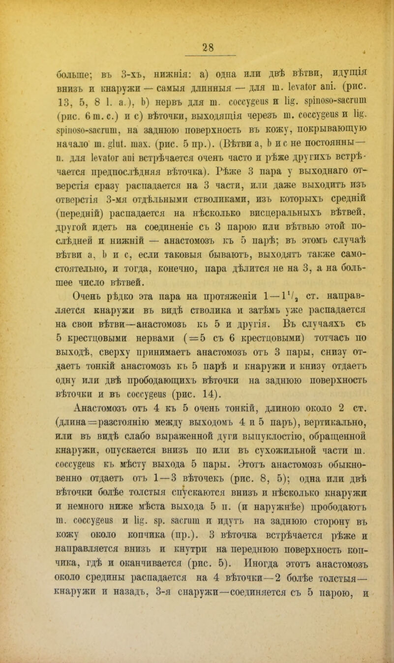 і больше; въ 3-хъ, нижнія: а) одна или двѣ вѣтви, идущія внизъ п кнаружи — самыя длпнныя — для ш. Іеѵаіог апі. (рис. 13, 5, 8 1. а.), Ь) нервъ для ш. соссувеиз и 1і§. вріпово-засгит (рпс. 6 т. с.) и с) вѣточки, выходящія черезъ ш. соссу&еив и \щ. 8ріііо8о-8асгиш, на заднюю поверхность въ кожу, покрывающую начало шах. (рис. 5 пр.). (Вѣтвиа, Ьисне постоянны— п. для Іеѵаіог аігі встрѣчается очень часто и рѣже другпхъ встрѣ- чается предпослѣдняя вѣточка). Рѣже 3 пара у выходнаго от- верстія сразу распадается на 3 части, или даже выходить изъ отверстія 3-мя отдѣльными стволиками, изъ которыхъ средній (передній) распадается на нѣсколько висцеральныхъ вѣтвей. другой идетъ на соединеніе съ 3 парою или вѣтвью этой по- слѣдней и нижній — анастомозъ ісъ 5 парѣ; въ этомъ случаѣ вѣтви а, Ь и с, если таковыя бываютъ, выходятъ также само- стоятельно, и тогда, конечно, пара дѣлится не на 3, а на боль- шее число вѣтвей. Очень рѣдко эта пара на протяженіи 1—1!/9 ст. направ- ляется кнаружи въ видѣ стволика и затѣмъ уже распадается на свои вѣтви—анастомозъ кь 5 и другія. Въ случаяхъ съ 5 крестцовыми нервами ( = 5 съ 6 крестцовыми) тотчасъ по выходѣ, сверху принимаетъ анастомозъ отъ 3 пары, снизу от- даетъ тонкій анастомозъ кь 5 парѣ и кнаружи и книзу отдаетъ одну или двѣ прободающихъ вѣточки на заднюю поверхность вѣточки и въ соссу§еіі8 (рис. 14). Анастомозъ отъ 4 къ 5 очень тонкій, длиною около 2 ст. (длина = разстоянію между выходомь 4 и 5 паръ), вертикально, или въ видѣ слабо выраженной дуги выиуклостію, обращенной кнаружи, опускается внизъ по или въ сухожильной части ш. соссу§еіі8 кь мѣсту выхода 5 пары. Этотъ анастомозъ обыкно- венно отдаетъ отъ 1 — 3 вѣточекъ (рис. 8, 5); одна или двѣ вѣточки болѣе толстыя спускаются внизъ и нѣсколъко кнаружи и немного ниже мѣста выхода 5 п. (и наружнѣе) прободаютъ т. соссу§еіі8 и \щ. 8р. засшш и вдуть на заднюю сторону въ кожу около копчика (пр.). 3 вѣточка встрѣчается рѣже и направляется внизъ и кнутри на переднюю поверхность коп- чика, гдѣ и оканчивается (рис. 5). Иногда этотъ анастомозъ около средины распадается на 4 вѣточки—2 болѣе толстыя— кнаружи и назадъ, 3-я снаружи—соединяется съ 5 парою, и