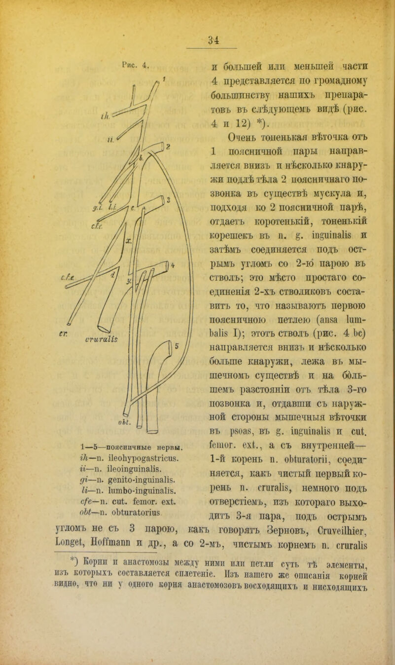 1'ис. 4. 1—5—поясничные нервы. ік—п. іІеоЬуро^авІгісиз. И—п. і1еоіп§иіпа1І8. ді—п. депііо-іпдиіпаііз. И—п. ІшпЬо-іпдшпаІІБ. с/с—п. сиі. іетог. ехі. оЫ—п. оМигаІогіиз и большей нлп меньшей части 4 представляется по громадному большинству нашихъ препара- товъ въ слѣдующемъ видѣ (рис. 4 и 12) *). Очень тоненькая вѣточка отъ 1 поясничной пары направ- ляется внизь и нѣсколько кнару- жи подлѣ тѣла 2 ноясничнаго по- звонка въ существѣ мускула и, подходя ко 2 поясничной парѣ, отдаетъ коротеиькій, тоненькій корешекъ въ и. %, іп^иіпаііз и затѣмъ соединяется подъ ост- рымъ угломі) со 2-ю парою въ стволъ; это мѣсто простаго со- единенія 2-хъ стволиковъ соста- вить то, что называтотъ первою поясничного петлею (аіш Ішп- Ьа1І8 I); атотъ стволъ (рис. 4 Ьс) направляется внизь и нѣсколько больше кнаружи, лежа въ мы- шечном ь существѣ и на ббль- шемъ разстояніи отъ тѣла 3-го позвонка и, отдавши съ наруж- ной стороны мышечныя вѣточки въ р8оа8, въ §. іщ,гиіпаІІ8 и сиі. Геіиог. ехі., а съ внутренней— 1-й корень п. оМигаіогіі, соеди- няется, какъ чистый первый ко- рень п. сгигаііз, немного подъ отверстіемъ, изъ котораго выхо- дитъ 3-я пара, подъ острымъ угломъ не съ 3 парою, какъ говорятъ Зерновъ, СгиѵеіШіег, Ьоп^еі, НоіТташі и др., а со 2-мъ, чистымъ корнемъ п. сгигаііз *) Корнп и анастомозы между ними или петли суть тѣ элементы, изъ которыхъ составляется сплетеніе. Изъ нашего же описанія корней видно, что ни у одного корня анастомозовъ восходящпхъ и нисходящихъ
