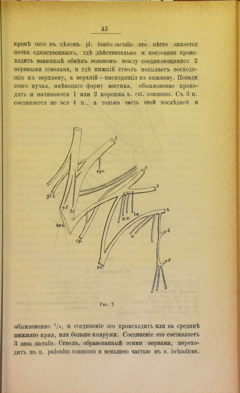 кромѣ того въ цѣломъ рі. ІишЬо-аасгаІі» это мѣсто является почти единственным^ гдѣ действительно и постоянно проис- ходить взаимный обмѣнъ волоконъ между соединяющимися 2 нервными стволами, и гдѣ нпжній стволъ посылаетъ восходя- щія къ верхнему, а верхній—нисходящія къ нижнему. Позади этого пучка, имѣющаго форму мостика, обыкновенно прохо- дить и начинаются 1 или 2 корешка и. піі. сошшшш. Съ 3 п. соединяется не вся 4 п., а только часть этой послѣдней и Рис. 7. обыкновенно V3, и соединеніе это происходитъ или на срединѣ нижняго крал, или больше кнаружи. Соединеніе это составляетъ 3 апза засгаііз. Стволъ, образованный этими нервами, перехо- дить въ п. рік1епс1іі8 соишшш и меньшею частью въ п. івсЫашсиз.