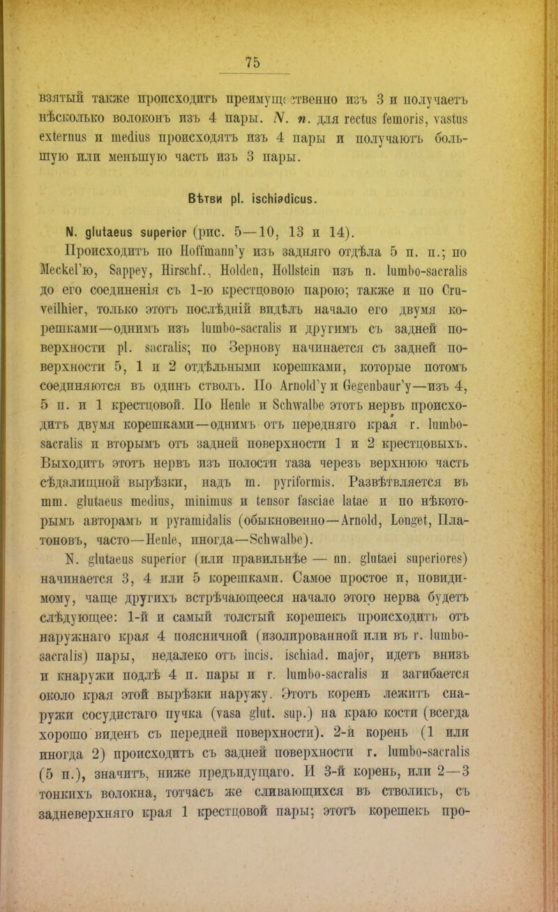 взятый также происходить преимущс угвенно изъ 3 и иолу чает ь нѣсколъко волоконъ изъ 4 пары. ІѴ. п. для гесіив кнпогіз, ѵа8йі8 ехіетив и пюдіші происходить изъ 4 пары и получаютъ боль- шую или меньшую часть изъ 3 пары. Вѣтви рі. ізсЫэгіісиз. N. діійаеиз зирегіог (рис. 5—10, 13 и 14). Происходить по НопташГу изъ задняго отдѣла 5 п. п.; по МескеГю, Варрѳу, НігзсЬГ., Нокіеп, Ноіізіеіп пзъ п. ІитЬо-засгаІів до его соединенія съ 1-го крестцового парою; также и по Сги- ѵеіШіег, только этотъ послѣдній видѣлъ начало его двумя ко- решками—однимъ изъ ІишЬо-засгаІіз и другимъ съ задней по- верхности рі. засгаііз; по Зернову начинается съ задней по- верхности 5, 1 и 2 отдѣльнымп корешками, которые потомъ соединяются въ одинъ стволъ. По АгпоШ'у и Ое^епЬаиг'у—изъ 4, 5 п. и 1 крестцовой. По Непіе и 8сЬлѵа1Ье этотъ нервъ происхо- дитъ двумя корешками—однимъ отъ передняго края г. ІіітЬо- 8асга1і8 и вторымъ отъ задней поверхности 1 и 2 крестцовыхъ. Выходитъ этотъ нервъ изъ полости таза черезъ верхнюю часть сѣдалищной вырѣзки, надъ т. ругіГогтіз. Развѣтвляется въ тт. §1іііаеіі8 те(1ііі8, тіпітив и іепзог іазсіае Іаіае и по нѣкото- рымъ авторамь и ругатіёаііз (обыкновенно—Агпоісі, Ьоп&еі, Пла- тоновъ, часто—Непіе, иногда—8сЬ\ѵа1Ье). N. ёіиіаеиз зарегіог (или правильнѣе — пп. ^іиѣаеі вирегіогев) начинается 3, 4 или 5 корешками. Самое простое и, невиди- мому, чаще другихъ встрѣчающееся начало этого нерва будетъ слѣдующее: 1-й и самый толстый корешекъ происходить отъ наружнаго края 4 поясничной (изолированной или въ г. ІитЬо- засгаііз) пары, недалеко отъ іпсіз. ізспіаіі. тарг, идетъ внизъ и кнаружи подлѣ 4 п. пары и г. ІитЬо-засгаІіз и загибается около края этой вырѣзки наружу. Этотъ корень лежитъ сна- ружи сосудистаго пучка (ѵаза вир.) на краю кости (всегда хорошо виденъ съ передней поверхности). 2-й корень (1 или иногда 2) происходитъ съ задней поверхности г. 1ишЪо-8асга1І8 (5 п.), значить, ниже лредъидущаго. И 3-й корень, или 2—3 тонкихъ волокна, тотчасъ же сливающихся въ стволикъ, съ задневерхняго края 1 крестцовой пары; этотъ корешекъ про-