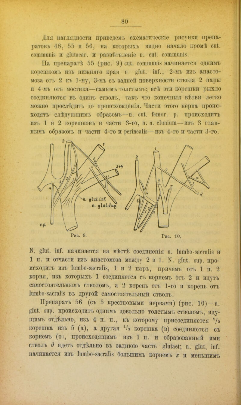Для наглядности приведемъ схематпческіе рисунки ирепа- ратовъ 48, 55 и 56, на которыхъ видно начало кромѣ сиі. сотшипІ8 и діийіеаг. и развѣтвленіе п. сиГ. епшшипіз. На препаратѣ 55 (рис. 9) спі. сопшшш начинаете?! однимъ корешкомъ пзъ нпжняго края в. &Іін. іпі\, 2-мъ пзь анасто- моза оть 2 къ 1-му, 3-мъ съ задней поверхности ствола 2 пары и 4-мъ отъ мостика—самымъ толсты мъ; всѣ эти кореіпки рыхло соединяются въ одішъ стволъ, такъ что конечныя вѣтви легко можно прослѣдить до происхожденія. Части этого нерва проис- ходить слѣдующпмъ образомь—и. сит. Іеіаог. р. происходить пзъ 1 и 2 корешковъ и части 3-го, п. п. сіішііпп—пзъ 3 глав- нымъ образомъ и части 4-го и регшѳаШ—изъ 4-го и части 3-го. 2, Рис. 9. Рис. 10. N. %Ы. іпІ. начинается на мѣстѣ соединенія п. ІитЪо-8асгаІІ8 и 1 п. и отчасти изъ анастомоза между 2 и 1. N. §Ш. 8іір. про- исходить изъ ІигаЬо-8асгаІІ8, 1 и 2 паръ, прпчемъ отъ 1 п. 2 корня, изъ которыхъ 1 соединяется съ корнемъ оть 2 и идутъ самостоятельнымъ стволомъ, а 2 корень отъ 1-го и корень отъ ІигаЬо-8асгаІІ8 въ другой самостоятельный стволъ. Нрепаратъ 56 (съ 5 крестцовыми нервами) (рис. 10)—п. 8іір. происходить однимъ довольно толстымъ стволомъ, иду- щимъ отдѣльно, изъ 4 п. п., къ которому присоединяется */* корешка изъ 5 (а), а другая !/2 корешка (в) соединяется съ корнемъ (о), происходящимъ изъ 1 п. и образованный ими стволъ д идетъ отдѣльно въ заднюю часть §Іиіаеі; п. §Іиі, іпі*. начинается изъ ІитЬо-8асгаІік большимъ корнемъ г и меньшимъ