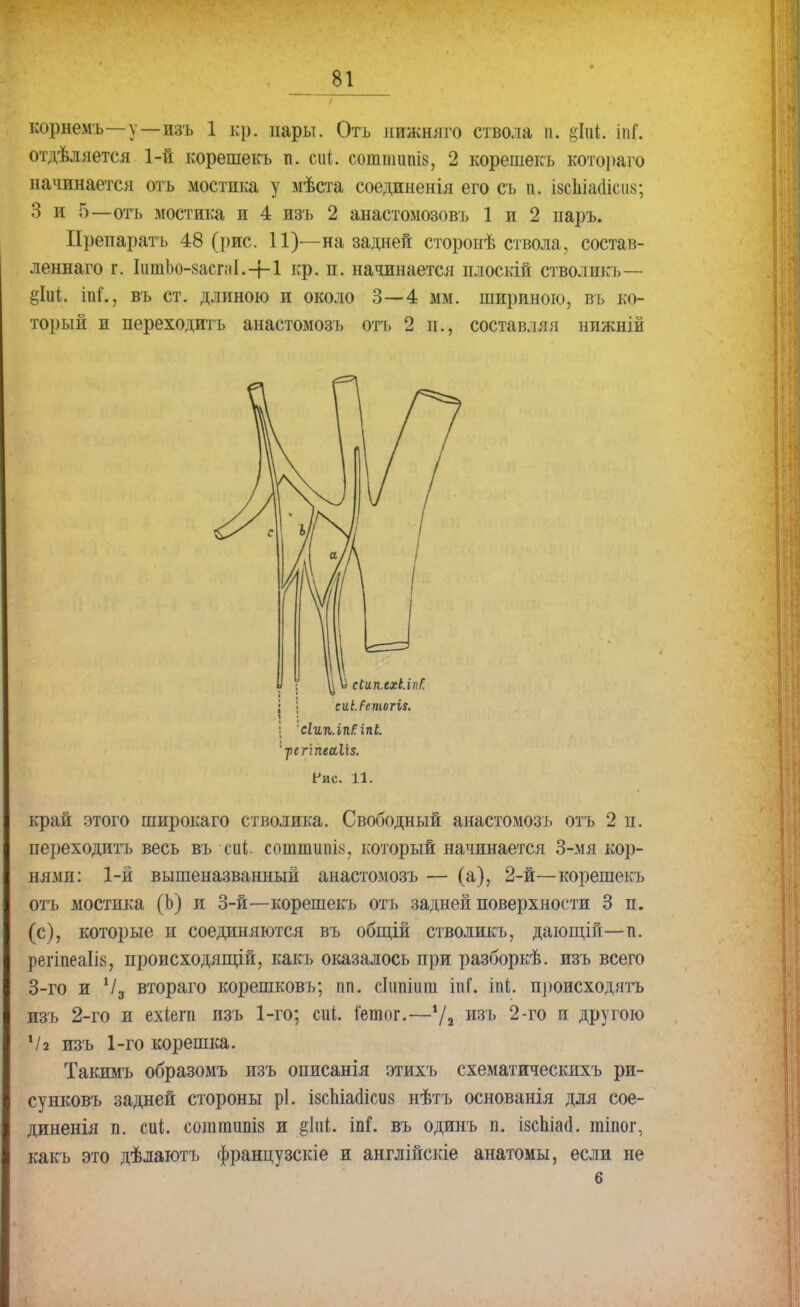 корнемъ—у—изъ 1 кр. пары. Отъ нижняго ствола п. фй. іпГ. отдѣляется 1-й корешекъ п. сиі сошшшш, 2 корешекъ котораго начинается отъ мостика у мѣста соединенія его съ п. ізсЫайісиз; 3 и 5—отъ мостика и 4 изъ 2 анастомозовъ 1 и 2 иаръ. Препаратъ 48 (рис. 11)—на задней сторонѣ ствола, состав- леннаго г. ІитЬо-засгаІ.+І кр. п. начинается плоскій стволнкъ— ни., въ ст. длиною и около 3—4 мм. шириною, въ ко- торый и переходитъ анастомозъ отъ 2 п., составляя нпжній край этого широкаго стволика. Свободный анастомозъ отъ 2 п. переходитъ весь въ сиі соттшш, который начинается 3-мя кор- нями: 1-й вышеназванный анастомозъ — (а), 2-й—корешекъ отъ мостика (Ь) и 3-й—корешекъ отъ задней поверхности 3 п. (с), которые и соединяются въ общій стволикъ, дающій—п. регіпеаІІБ, происходящей, какъ оказалось при разборкѣ. изъ всего 3-го и Ѵ3 втораго корешковъ; пп. сіііпіііш іпС іпі. происходить изъ 2-го и ехіегп изъ 1-го; сиі. іешог.—7а изъ 2-го и другою Ѵа изъ 1-го корешка. Такимъ образомъ изъ описанія этихъ схематическихъ ри- сунковъ задней стороны рі. ізспіааісиз нѣтъ основанія для сое- диненія п. сігі. соштипіз и §Ш. іпГ. въ одинъ п. ізспіасі. тіпог, какъ это дѣлаютъ французскіе и англійскіе анатомы, если не 6 ; и и сіилілхі.Ш. ■ сиі.Ретогіі. 1 ; ! ' сІип.іпИ іпі. '-рсгіпеаііз. Гис. 11.