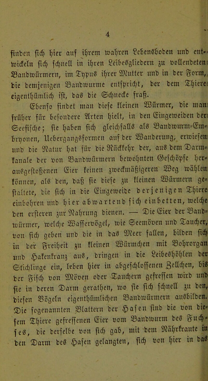 finben ft* Ijier auf iljrem tnaljren MenSboben unb ent* toidte'In fiel) f*nefl in itiren Seibeögttebern 3U noüenbeten Sanbtofirmern, im DppuS it?ver Butter unb in ber gorm, bie bemjenigen 33anbrourme entfprid*, ber bent Dfyiere eigentljümtt* ift, bad bie ©djnecfe fraß. (Sßenfo finbet man biefe {[einen SBürmer, bie man früher für befonbere SIrten t)ie(t, in ben (gingemeiben ber ©eefif*e: fie Ijaben fid> gteicßfaUö a(8 59anbaurm-(5m= brpotien, UebergangSformen auf ber SBanberung, erliefen «nb bie Statur l?at für bie SKiidfefjr ber, au« bem Darm* {anale ber non 33anbvnürmern betoofmten @ef*öpfe I;er= auSgeftoßenen (gier {einen jtoetfmäßigeren 23eg wählen tonnen, als ben, baß fie biefe 31t {(einen SBürmern ge* Pallete, bie ft* in bie (gingemeibe berjenigen Spiere einbotjren unb t)ier abm artenb fid) ein betten, toe(*e ben erfteren 31« Nahrung bienen. — Die (gier ber 93anb* mürnter, meldie 2Baffernbge(, tnie ©eentooen unb ~raud)cr, non ft* geben unb bie in bad 9)teer faüen, hüben fi* in ber gre*eit 31t {(einen 2Bürm*en mit 33o^rorgan unb £>a!enfran3 au«, bringen in bie 8eibe«$B$(en ber 0tid)(iuge ein, (eben I;ier itt abgef*Ioffenen 3ett*enf ber gif* non SJioüen ober Datt*ern gefreffen tnirb unb fie in beren (Darin gerätsen, tno fte ft* fdjned 31t ben, tiefen S3öge(n eigentf>üm(i*en 23anbtniirmern auSbilbett. D)ie fogenannten flattern ber §afen ftnb bie non bie* fern Dfyiere gefreffenen (gier nont 93anbinurm be« gu* = feö, bie berfelbe non ft* gab, mit bent 9?a(jr(raute in ben Darnt beS |>afen gelangten, ft* non (;ier in baS