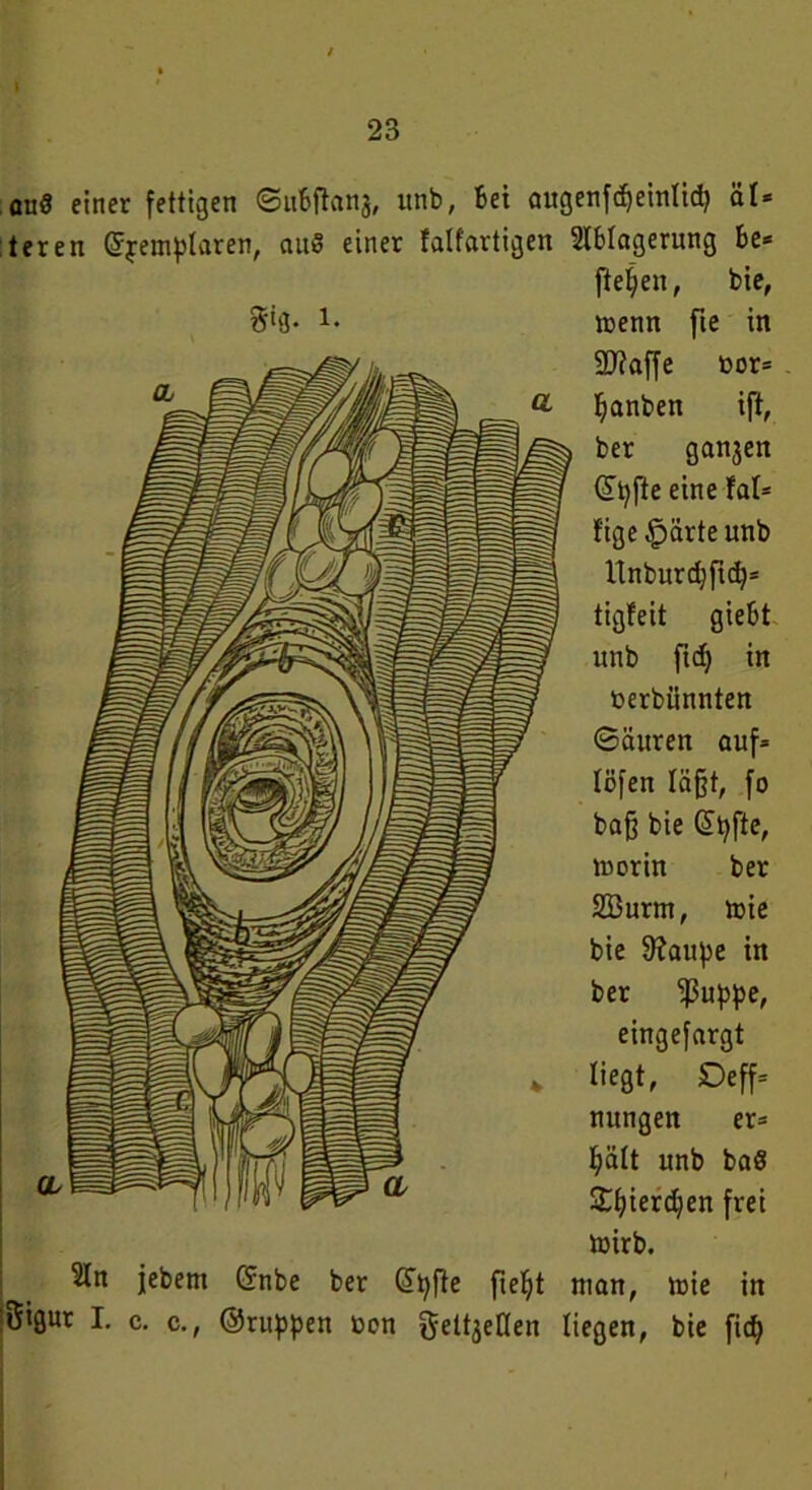 onö einer fettigen ©ubftanj, unb, bet augenfdjeintidj ät* teren ©jemplaren, au§ einer falfartigen 2lbtagerung be* fielen, bie, $■*0- !♦ 21 n Sigur I. jebem ®nbe ber ®t)fte fietyt c. c., ©ruppen üon gettjeßen liegen, bie fid) menn fte in 9J?affe t>or= Ijanben ift, ber ga^en (ütyfte eine fat- fige sparte unb Unburdjficfy* tigfeit giebt unb ftcf) in üerbiinnten ©äuren auf» löfen lägt, fo baß bie (ütyfte, rnorin ber SBurm, mie bie fftaupe tn ber fßuppe, eingefargt liegt, Deff« nungen er* fjätt unb baS £l?terd)en frei toirb. man, mie in