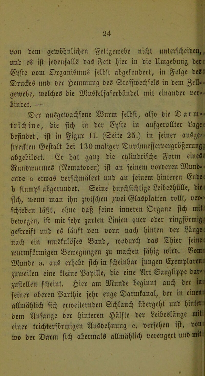 »on bem getüö^nttdjen Fettgewebe nid>t unterfd)eibcn, unb cS ift {ebenfalls baS Fett liier in bie Umgebung ber Styfte »orn Organismus felbft abgefonbert, in §o!ge beS: ® rudeS unb ber Hemmung beS ©toffroecbfelS in bem 3eös gewebe, weldjeS bie SUuSfelfaferbünbel mit cinanber »er* binbet. — 2)er aitSgetoad)fene SÖurm felbft, alfo bie ®arm* = trieb ine, bie ftd> in ber Stifte in aufgerollter Sage: befinbet, ift in gigur II. (©eite 25.) in feiner auSge* ftred'ten ©eftalt bei 130 maliger ©urdjmeffertoergrößerung.-, abgebilbet. Sr f>at ganj bie ctjünbrifche F»nn eines fftunbwurmeS (9?ematoben) ift an feinem »erberen 9Kunb* enbe a etwas »erfd)inälert unb an feinem hinteren Gnbe: b ftumpf abgerunbet. ©eine burd)fic^tige SeibeSl;uHe, bie fid), wenn man il;u gwifchen jrnei ©laS^Iatten rollt, »er* fliehen läßt, ol;ue baß feine inneren Organe fiefy mit bewegen, ift mit fel;r jarten Sinien quer ober ringförmig i geftreift unb eS läuft »on »orn uad) hinten ber Sänget nach ein muSfulöfeS Banb, woburd; baS Sty« feine, wurmförmigen Bewegungen ju mad)en fähig w'irb. Bem Sftunbe a. auS erhebt fich in fdjeinbar jungen Sternklaren juweilen eine Heine ^pa^ide, bie eine 2Irt ©augli^e bar* juftetlen fdjeint. £)ier am SDtunbe beginnt and) ber in feiner oberen iparthie fehr enge ©arnilanal, ber in einen aUmähüd) fid; erweiternben ©djlaud; übergeht unb hinten bem Anfänge ber hinteren £>älfte ber SeibcSläitge mit einer trid)terförmigen SlnSbehuuitg c, »erfel;en ift, »on wo ber Oarm fid) abermals aHmählid; »erengert unb mit