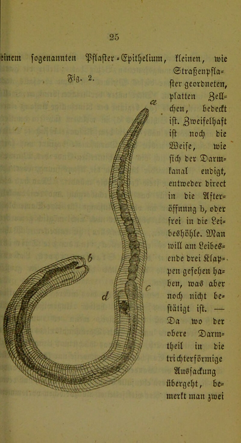 fogenannten ißffafler * Cf^it^elium, flehten, rnie ©tra§enpffa= ft er georbneten, a platten Zell= cfjen, Bebeeft ift. Zweifelhaft ift nod) bie SBeife, rote fief; ber 3)arm= fanal enbigt, entroeber birect in bte 2Ifter= üffnnng b, ober frei in bie 2ei= Beöhöhle. STian miß am £ei6eö= enbe brei 5tfap= pen gefeiten l;a= Ben, maö aBer noch nid)t Be= ftätigt ift. — ®a too ber oBere 2)arm= tl;eit in bie trichterförmige 2tu8facfung übergeht, Be= merft man jrnei tnem