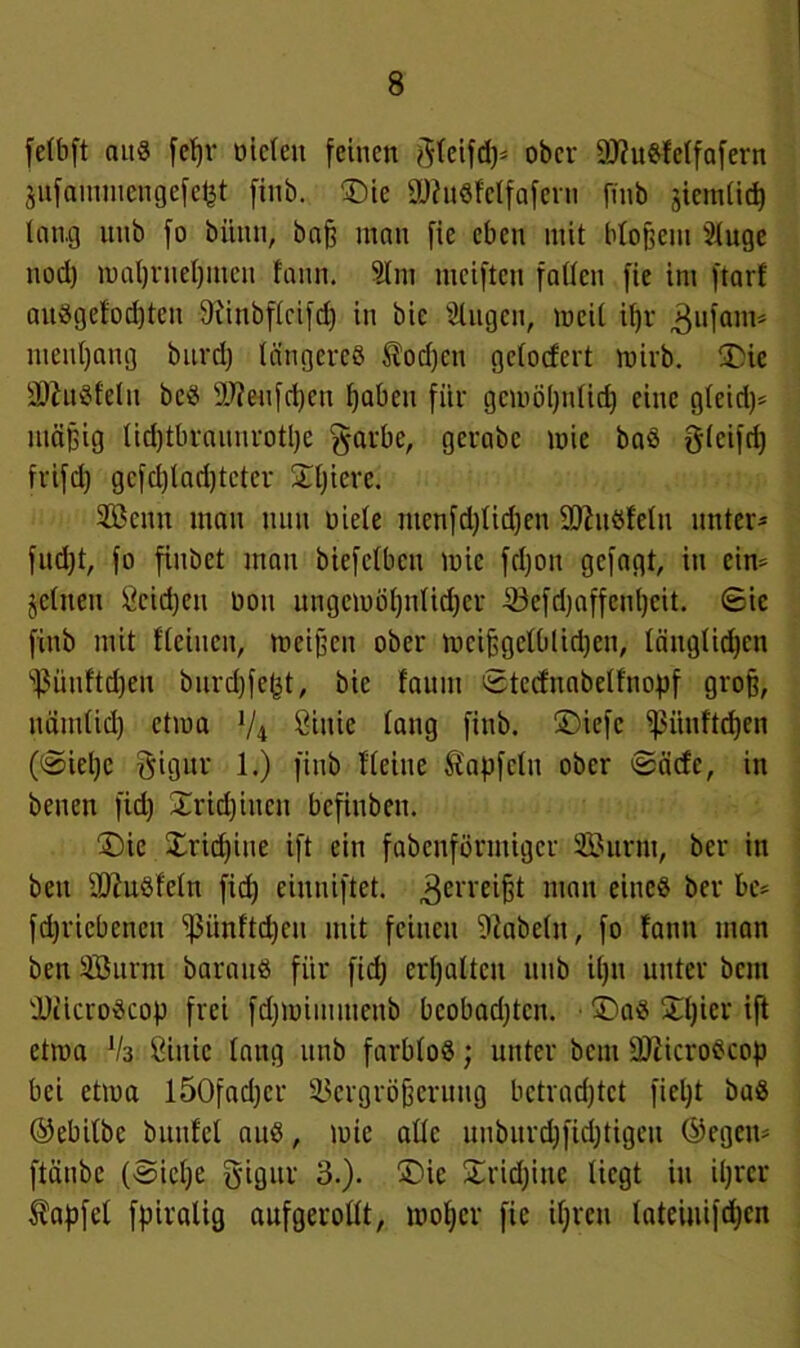 felbft aus fef)i* öielen feinen gteifcp* ober äftuSfelfafern jufammengefefct finb. ©ie 9Ü?uSfctfafein finb jiemticp lang uub fo biiitu, baß man fie eben mit bloßem Sluge nod) mapruepmeu fann. 91 m meiften fallen fie im ftarf auSgefodjtcit 9iinbflcifd) in bic Singen, meit il)r gufam* menpang bitrd) längeres todjcn gelodert mirb. ©ie SftuSfelit bcS 9fteufcpen fjaben für gemöpttlicp eine g(eid)= mäßig Udjtbraunrotpe garbe, gerabc mie baS glcifrp frifcp gcfd)lad)teter Spiere. SBenn man nun uiele ntenfd)lid)en SDhtSfelu unter* fud)t, fo fiubet mau biefclbcu mie fdjon gefagt, in ein* jetuen Seiten Don ungcmöpnlicper -0efd)affenpcit. (£ic finb mit fleiuen, meinen ober mcißgelblidjen, läuglidjcn s}3üuftd)eu burdjfel^t, bie faum 0tccfnabelfnopf groß, nämlid) ctma V4 Ctnie lang finb. ©iefc ißiiuftcßen (^ieße gigur 1.) finb Heine tapfetu ober ©äefe, in beneu fiep Srüpiiten befiuben. ©ie Xrid)iue ift ein fabenförmiger Surm, ber in beu IWuSfeln fid) eiuniftet. Zerreißt man eines ber k* fepriebenen ißünftcpeu mit feinen fabeln, fo fann man ben SBurm barauS für fid) erpattcu uub ipn unter bem DiicroScop frei fdjmimmeub bcobadjtcn. • ©aS Spier ift etma V3 Öiuie lang unb farblos; unter bem IDiicroScop bei etma I50fad)cr Vergrößerung betrachtet fiept baS ©ebilbc buufel aus, mie alle unburcpfyptigeu ©egen* ftäube (-gieße gigur 3.). ©ie Srhpine liegt in ißrer tapfel fpiralig aufgerollt, moper fie ipren tateiuifepen