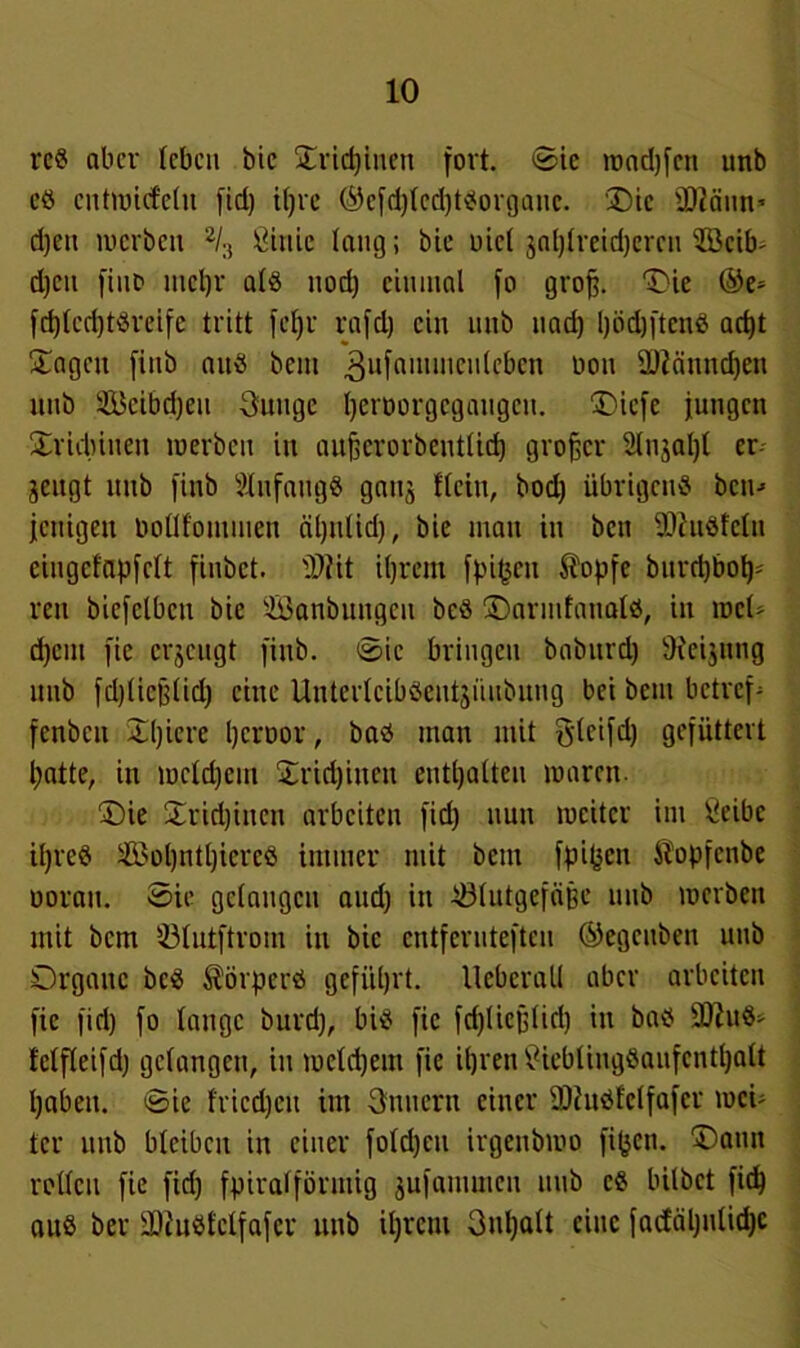 rcS aber leben bic Sridjinen fort. ©ic wadjfen unb eö cntwicfelu fid) tljre ©efd)led)tSorganc. Die 2Bäun’ d)en mcrbcit 2/:! Cinic lang; bie niel jnljlreidjcrcn $öcib- d)cn fiuD mehr als uod) einmal fo groß. Die ©e= fc^lcdjtöreife tritt fel)r rafd) ein unb nad) l)öd)ftenö acht Sagen finb aitö bem .gufaminculcbcn boit äßänndjen itnb 2Bcibd)en Dunge Ijernorgegangcu. Diefe jungen Sriebineu werben iti aufeerorbenttid) großer 2ln$al)l er jeugt unb finb Anfangs ganj flcin, bod) übrigens bcn-> jctiigeit bollfoutinen äljnlid), bie man in ben SftuSfcln ciugcfapfelt finbet. 'Dfit ihrem fpifcen $opfe burd)bot)' ren biefclbcu bic SBanbungeu bcS DarmfaualS, in wcl> d)cnt fie erzeugt finb. ©ic bringen baburd) 9fei$ung unb fdjlicßlid) eine UnterlcibSentjiiitbung bei bem betreff fenben Sl)iere l)croor, bas man mit gleifd) gefüttert l;atte, in welchem Sridjineu enthalten waren. Die £rid)incn arbeiten fid) nun weiter im Öeibe it)reS 2Bol)ntl)iercS immer mit bem fpijjcu Sopfcnbe ooran. ©ie gelangen and) in ^Blutgefäße unb werben mit bem ©lutftrom in bic entfernteren ©egenben unb Organe bcS Körpers geführt, llebcrall aber arbeiten fie fid) fo lange burd), bis fie fd)licßlid) in bas 9ftuS- fctfleifd) gelangen, in welchem fie ihren £icbliugSaufcntl)alt haben, ©ie fricdfcit im Dunem einer SKuSfelfafcr mu tcr unb bleiben in einer foldjcu irgenbwo fi^en. Daun reden fie fid) fpiral förmig jufamuicn unb cs bilbet fid) aus ber -ffiuSfclfafer unb ihrem Duljalt eine fadäl)nlid)C