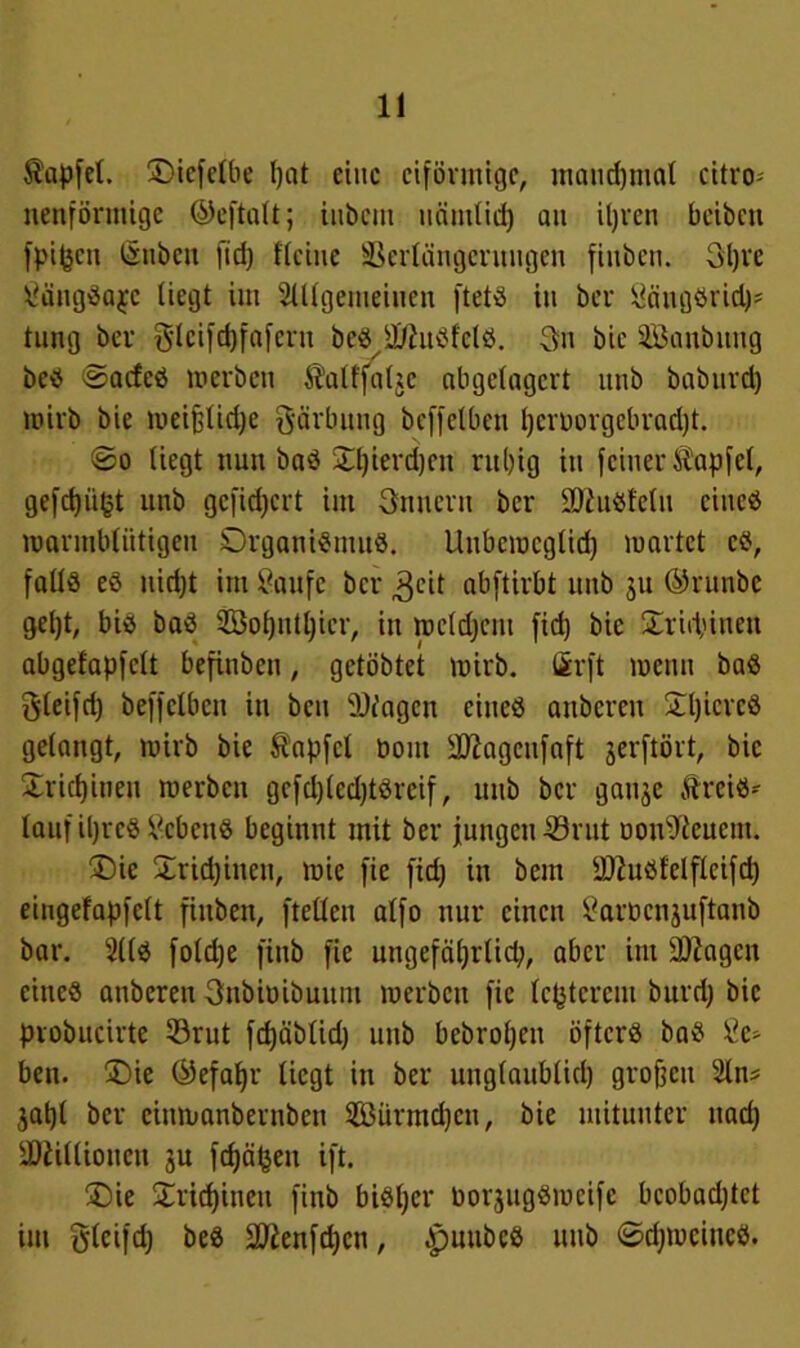 Köpfet. Oicfclbe fjat eine eiförmige, manchmal ettro- nettförmige ©eftalt; iubent uäntlid) au iljren beibett fpi^ett ßnben ftd) Keine SSerlängcrttugen fiitbcn. 3l)t‘e SangSasc liegt im Slllgenteiuen ftetS in ber SciugSrid)* tung ber $leifd)fafertt bes^l/htsfcls. 3u bic SBanbung bes 0ac!eS merben Kallfaljc abgelagert unb baburd) mirb bie meifjlidje Färbung beffelben tjeröorgebradjt. ©o liegt nun bad ^terdjen rubig in feiner Köpfet, gefdjiipt unb gefiebert int Snnerit ber 2J£uStelu eines marmbliitigen Organismus. Uubemcgtid) märtet cS, falls es nicht im Saufe ber 3eit abftirbt unb 51t ©runbe geljt, bis baS 2Bol)iill)icr, in mcldjcnt ftd) bic £rid;inen abgefapfclt befinben, getöbtet mirb. firft menn baS ftleifd) beffelben itt ben üJfagen eines attberen £l)icrcS gelangt, mirb bie Zapfet öotn 3ftageitfaft jerftört, bic Trichinen merben gcfd)(cd)tSreif, unb ber gattje Kreis- lauf iljrcS ScbettS beginnt mit ber jungen 39rut Dott^euem. Oie Xrid)inett, mie fie fid) in bettt SftuSfelfleifd) eingefapfclt fittben, ftellen alfo nur einen Saröcnjuftanb bar. 2llS fold)e finb fie ungefährlich, aber int Üftagen eines attberen 3nbiüibuttut merben fie tepterem bttrd) bic probucirte 53rut fcf)äbtid) unb bebroljett öfters baS Se- hen. Oie (Gefahr liegt itt ber unglaublich großen 2ln* 3at)l ber cinmanbernben 2ßürmd)cu, bie mitunter ttad) üDällioueu ju fd)ä§en ift. Oie Orid)inen finb bisher borjugSmeifc beobachtet im gtcifd) beS 2ftenfd)cn, JpunbeS uttb ©djmcincs.