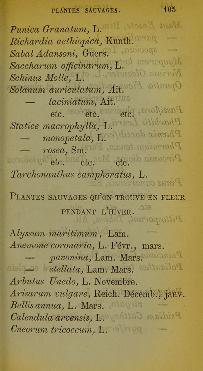 PLANTES SAUVAGES. \ 05 iwsvt'ïVl >\\ sÿAwwqO Punica Granatum, L. Richardia aethiopica, Kunth. Sabal Adansoni, Guers. Saccharum offlcinarum, L. Schinus Molle, L. Solamim auriculatum, Ait. — laciniatum, Ait. etc. etc. etc: Statice macrophylla, L. — monopetala, L. — rosea, Sm. etc. etc. etc. Tarchonanthus camphorcitus, L. Plantes sauvages qu’on trouve en fleur PENDANT L HIVER. ü A. tSy^coï. «MW 0J9 Alyssum maritimum, Lara. Anemone coronaria, L. Févr., mars. — pavonina, Lara. Mars. — stellata, Lam. Mars. Arbutus Unedo, L. Novembre. Arisarum vulgare, Reich. Décemb.ï, janv. Bellisannuci, L. Mars. Calendula drvensis, L. Cneonm tricoccum, L.