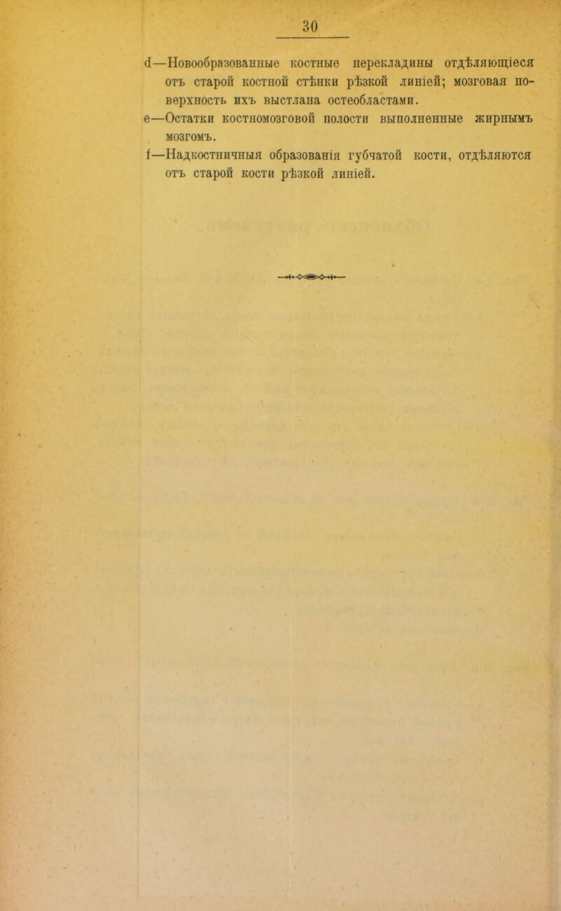 30 (1—Новообразованные костные перекладины отдѣляющіеся отъ старой костной стѣнки рѣзкой линіей; мозговая по- верхность ихъ выстлана остеобластами, е—Остатки костномозговой полости выполненные жирнымъ мозгомъ. і—Надкостничныя образованія губчатой кости, отдѣляются отъ старой кости рѣзкой линіей.