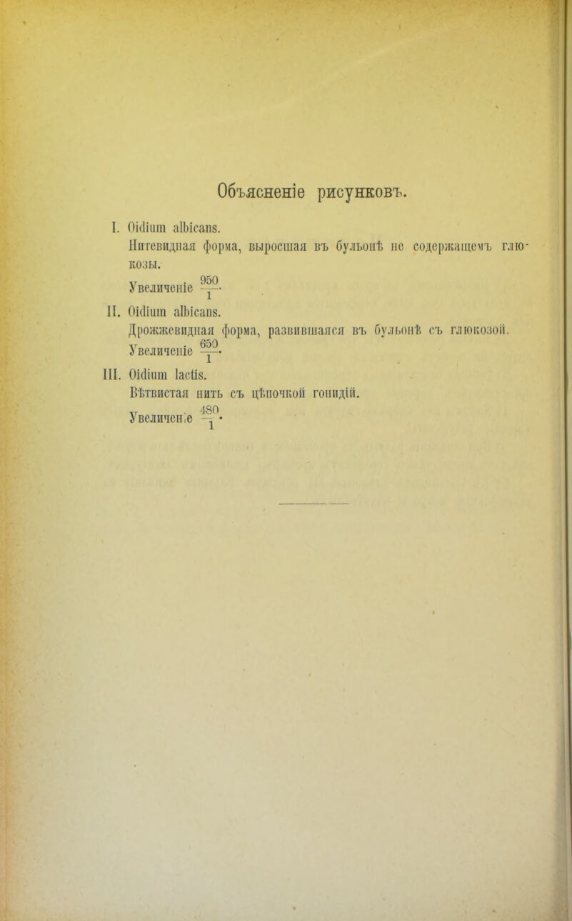 Объясненіе рисунковъ. I. Оіёіига аІЬісш. Нитевидная форма, выросшая въ бульонѣ не содержащем!, гл козы. ѵ . 950 Увеличеніе — II. (Мит аІЫсапя. Дрожжевидная форма, развившаяся въ бульоаѣ съ глюкозой. Увеличеніе -г— III. ОШит Іаеііз. Вѣтвистая пить съ цѣпочкой гонидій. ѵ . 480 Увеличен ,е -= •