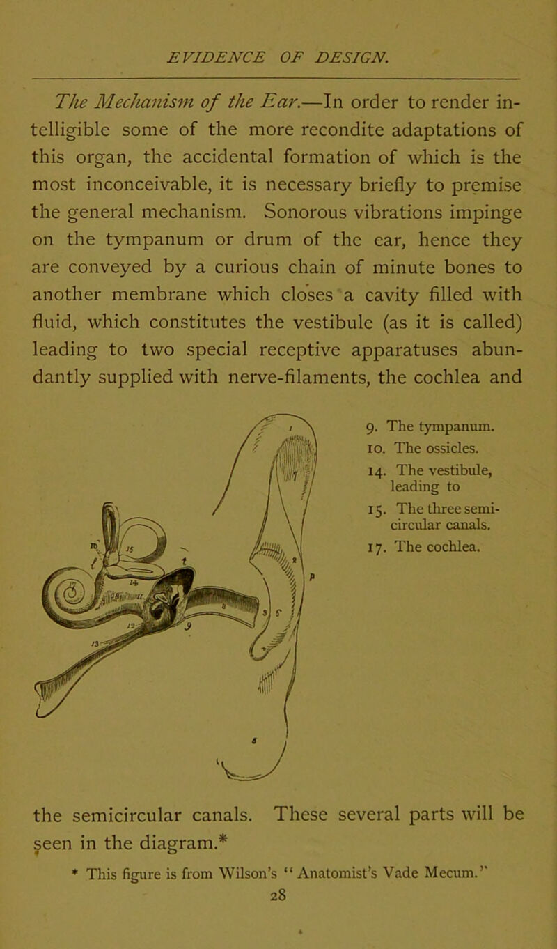 The Mechanism of the Ear.—In order to render in- telligible some of the more recondite adaptations of this organ, the accidental formation of which is the most inconceivable, it is necessary briefly to premise the general mechanism. Sonorous vibrations impinge on the tympanum or drum of the ear, hence they are conveyed by a curious chain of minute bones to another membrane which closes a cavity filled with fluid, which constitutes the vestibule (as it is called) leading to two special receptive apparatuses abun- dantly supplied with nerve-filaments, the cochlea and 9. The tympanum. 10. The ossicles. 14. The vestibule, leading to 15. The three semi- circular canals. 17. The cochlea. the semicircular canals. These several parts will be seen in the diagram* * This figure is from Wilson’s “ Anatomist’s Vade Mecum.’’