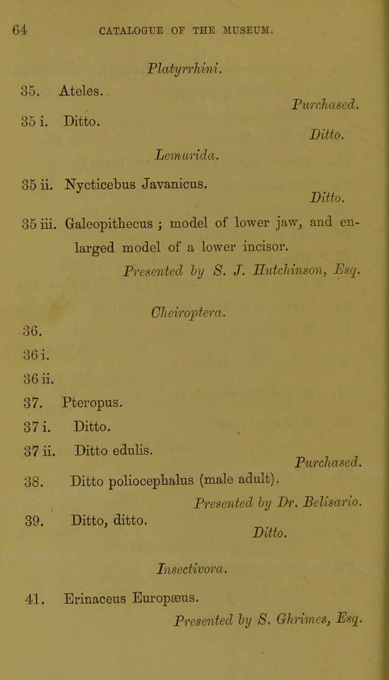 Platyrrhim. 85. Ateles. 35 i. Ditto. Lemaridci. Purchased. Ditto. 35 ii. Nycticebus Javanicus. Ditto. 35 iii. Galeopithecus ; model of lower jaw, and en- larged model of a lower incisor. Presented by S. J. Hutchinson, Esq. Cheiroptera. 36. 36 i. 36 ii. 37. 37 i. 37 ii. 38. 39. Pteropus. Ditto. Ditto edulis. Purchased. Ditto polioceplialus (male adult). Presented by Dr. Belisario. Ditto, ditto. Ditto. Insectivora. 41. Erinaceus Europasus.