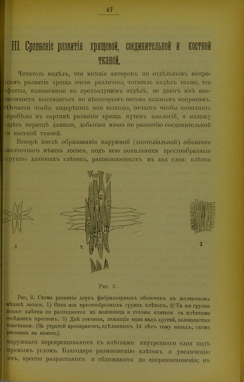 III. Сраввй развш іряіевой, соервтеіыо! я косші тканей. Читатель видѣлъ, что мнѣнія авторовъ по отдѣлыіымт; вопро- (Самъ развитія хряща очень различнт.і; читатель видѣлъ также, что '.факты, изложенные в'ь пред'ыгдущемъ отдѣлѣ, не даішч> мнѣ воз- .'можности высказаться по нѣкоторым'ь весьма ва/кнымъ вопросамъ. (Оі'части чтобы подкрѣпить мои выводы, отчасти чтобы пополнить ! пробѣлы въ картинѣ развитія хряща путем'ь аналогіи, я изложу . здѣсь вкратцѣ данныя, добытыя мною по развитію соединительной ін косі'ной тканей. Вскорѣ послѣ образованія наружной (эпителіальной) оболочки : «келточнаго мѣшка лосося, подъ нею появляются крестообразныя і группы длинныхъ клѣтокъ, расположенныхъ въ два слоя: клѣтки Іііѣшкѣ лосося. 1) Одна изъ крестообразныхъ группъ клѣтокъ. 2) Та же группа «Позже: клѣтки ея распадаются на волоконца и готовы слиться съ клѣтками І^сѣдннхъ крестовъ. 3) Двѣ готовыя, лежащія одна надъ другой, волокнистыя пластинки. (За утратой препаратовъ, сдѣланныхъ И лѣтъ тому назадъ, схема , рисована на память). наружнаго перекрещипаішся съ клѣтками внутренняго слоя подч. прямымъ угломъ. Благодаря размноженію клѣтокъ и увеличенію пхті, кресты разрастаются и сблііѵкаются до соприкосновенія^ вч> ш I I