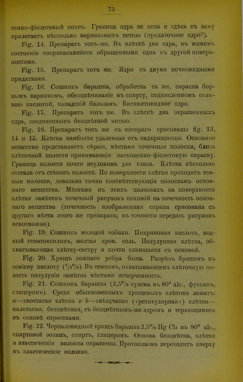 78 темно-фіолетовый поясъ. Граница ядра не ясна и здѣсь къ нему прилегаетъ нѣсколько варикозныхъ петель (придаточное ядро?), 14. Препаратъ тотъ-же. Въ клѣткѣ два ядра, въ живомъ состояніи соприкасавшіеся обращенными одна къ другой поверх- ностями. Гі^. 1.5. Препаратъ тотъ же. Ядро съ двумя почковидными придатками. Б'і§’. 16. Сошникъ барашка, обработка та же, окраска бор- нымъ карминомъ, обезцвѣчиваніе въ спирту, подкисленномъ соля- ною кислотой, канадскій бальзамъ. Бисквитовидное ядро. Рід. 17. Препаратъ тотъ же. Въ клѣткѣ два окрашенныхъ ядра, соединенныхъ безцвѣтной нитью. Гі^, 18. Препаратъ тотъ же съ котораго срисованы 13, 14 и 15, Клѣтка наиболѣе удаленная отъ надхрящницы. Основное вещество представляетъ сѣрыя, мѣстами точечныя полоски, близь клѣточной полости принимающія насыщенно- фіолетовую окраску. Граница полости почти неуловима для глаза. Клѣтка нѣсколько отстала отъ сгЬнокъ полости. По поверхности клѣтки проходятъ тем- ныя полоски, довольно точно соотвѣтствующія полоскамъ основ- наго вещества. Мѣстами въ этихъ полоскахъ на поверхности клѣтки замѣтенъ точечный рисунокъ похожій на точечность основ- наго вещества (точечность изобраяюнная справа срисована съ другаго мѣста этого же препарата; въ точности передать рисунокъ невозможно). 19. Сошникъ молодой собаки. Пикриновая кислота, вод- ный гематоксилинъ, желтая кров. соль. Полулунная клѣтка, об- хватывающая клѣтку-сестру и почти слившаяся съ основой, Рі^. 20. Хряшц. ложнаго ребра быка. Разрѣзъ брошенъ вь осміеву кислоту (‘/г®/»). Въ темномъ, охватывающемъ клѣточную по- лость полулуніи замѣтна мѣстами исчерченносіъ. Б%. 21. Сошникъ барашка (2,5®/о су.іема въ 80“ аіс., фуксинъ, глицеринъ). Среди обыкновенныхъ хрящевыхъ клѣтокъ лежать: а—хвостатая клѣтка и Ъ—звѣздчатаіг (<ретикулярная>) клѣтка— маленькаіі, безцвѣтная, съ безцвѣтнымъ-5ке ядромъ и теряющимися въ основѣ отростками. Гід. 22. Черпаловидный хрящь барашка2,5“/о СІ2 въ 80“ аіс., спиртовой эозинъ, спирть, глицеринъ. Основа безцвѣтна, клѣтки и эластическія волокна окрашены. Протоплазма переходить кверху въ эластическое волокно. •Н*——Ч-