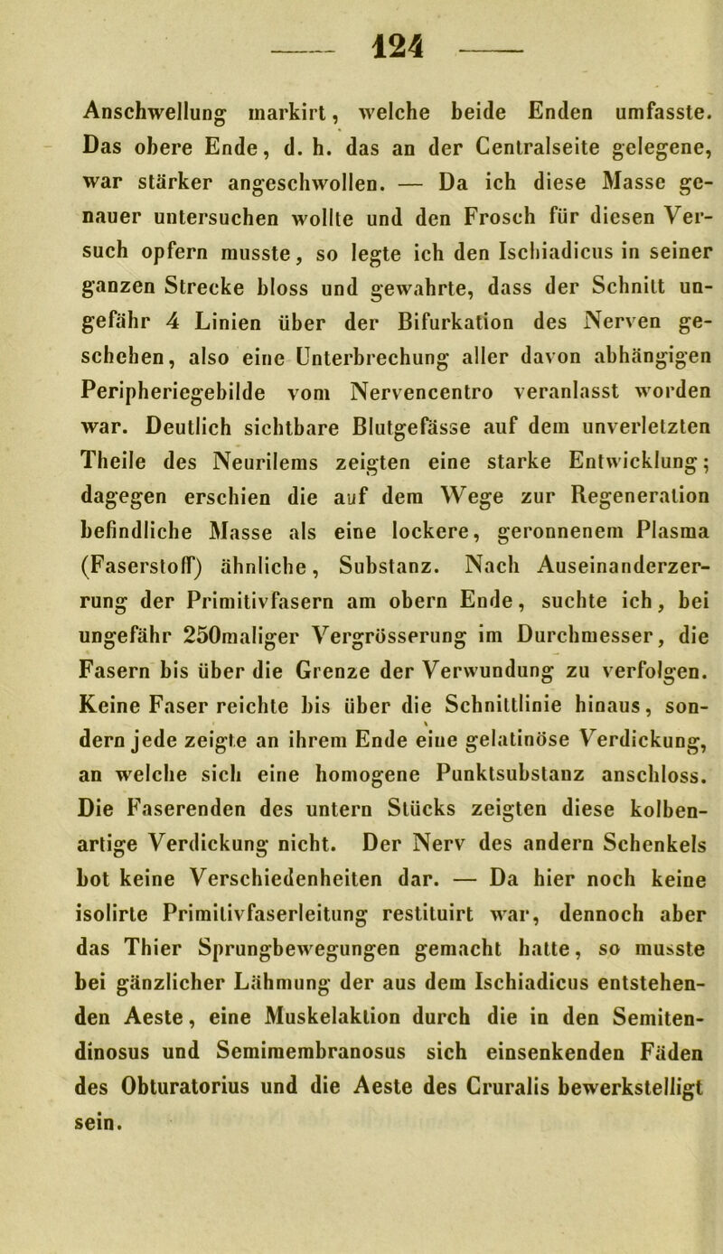 Anschwellung markirt, welche beide Enden umfasste. Das obere Ende, d. h. das an der Centralseite gelegene, war stärker angeschwollen. — Da ich diese Masse ge- nauer untersuchen wollte und den Frosch für diesen Ver- such opfern musste, so legte ich den Ischiadicus in seiner ganzen Strecke bloss und gewahrte, dass der Schnitt un- gefähr 4 Linien über der Bifurkation des Nerven ge- schehen, also eine Unterbrechung aller davon abhängigen Peripheriegebilde vom Nervencentro veranlasst worden war. Deutlich sichtbare Blutgefässe auf dem unverletzten Theile des Neurilems zeigten eine starke Entwicklung; dagegen erschien die auf dem Wege zur Begeneration befindliche Masse als eine lockere, geronnenem Plasma (Faserstoff) ähnliche, Substanz. Nach Auseinanderzer- rung der Primitivfasern am obern Ende, suchte ich, bei ungefähr 250maliger Vergrüsserung im Durchmesser, die Fasern bis über die Grenze der Verwundung zu verfolgen. Keine Faser reichte bis über die Schnittlinie hinaus, son- dern jede zeigte an ihrem Ende eiue gelatinöse Verdickung, an welche sich eine homogene Punktsubslanz anschloss. Die Faserenden des untern Stücks zeigten diese kolben- artige Verdickung nicht. Der Nerv des andern Schenkels hot keine Verschiedenheiten dar. — Da hier noch keine isolirte Primilivfaserleitung restituirt war, dennoch aber das Thier Sprungbewegungen gemacht hatte, so musste bei gänzlicher Lähmung der aus dem Ischiadicus entstehen- den Aeste, eine Muskelaktion durch die in den Semiten- dinosus und Semimembranosus sich einsenkenden Fäden des Obturatorius und die Aeste des Cruralis bewerkstelligt sein.