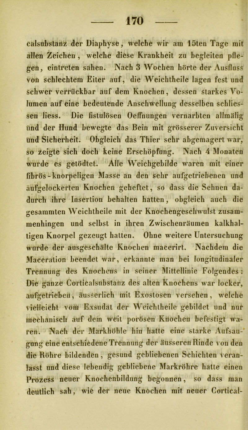 calsubstanz der Diaphyse, welche wir am löten Tage mit allen Zeichen , welche diese Krankheit zu begleiten pfle- gen, eintreten sahen. Nach 3 Wochen hörte der Ausfluss von schlechtem Eiter auf, die Weichtheile lagen fest und schwer vcrrückbar auf dem Knochen, dessen starkes Vo- lumen auf eine bedeutende Anschwellung desselben schlies- sen liess. Die fistulösen Oeffnungen vernarbten allmälig und der Hund bewegte das Bein mit grösserer Zuversicht und Sicherheit. Obgleich das Thier sehr abgemagert war, so zeigte sich doch keine Erschöpfung. Nach 4 Monaten wurde es getödtet. Alle Weichgebilde waren mit einer fibrös-knorpeligen Masse an den sehr aufgetriebenen und aufgelockerten Knochen geheftet, so dass die Sehnen da- durch ihre Insertion behalten hatten, obgleich auch die gresammten Weichtheile mit der Knochengeschwulst zusam- menhingen und selbst in ihren Zwischenräumen kalkhal- tigen Knorpel gezeugt halten. Ohne weitere Untersuchung wurde der ausgeschälte Knochen macerirt. Nachdem die Maceralion beendet war, erkannte man bei longitudinaler Trennung des Knochens in seiner Mittellinie Folgendes : Die ganze Corticalsubstanz des alten Knochens war locker, aufgetriebeu, äusserlich mit Exostosen versehen, welche vielleicht vom Exsudat der Weichtheile gebildet und nur mechanisch auf dem weit porösen Knochen befestigt wa- ren. Nach der Markhöhlc hin hatte eine starke Aufsau-1 gung eine entschiedene Trennung der äusseren Rinde von den die Röhre bildenden, gesund gebliebenen Schichten veran- lasst und diese lebendig gebliebene Markröhre hatte einen Prozess neuer Knochenbildung begonnen, so dass man deutlich sah, wie der neue Knochen mit neuer Cortical-