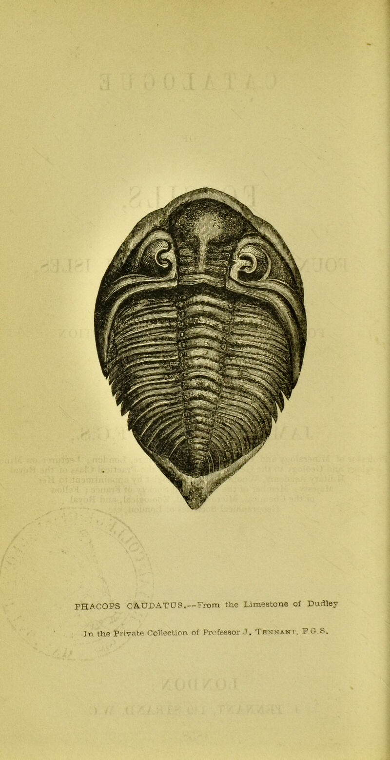 PHACOPS CA.TLDATOS.—From the Limestone of Dudley In the Private Collection of Professor J. Tkmnani-, F G S