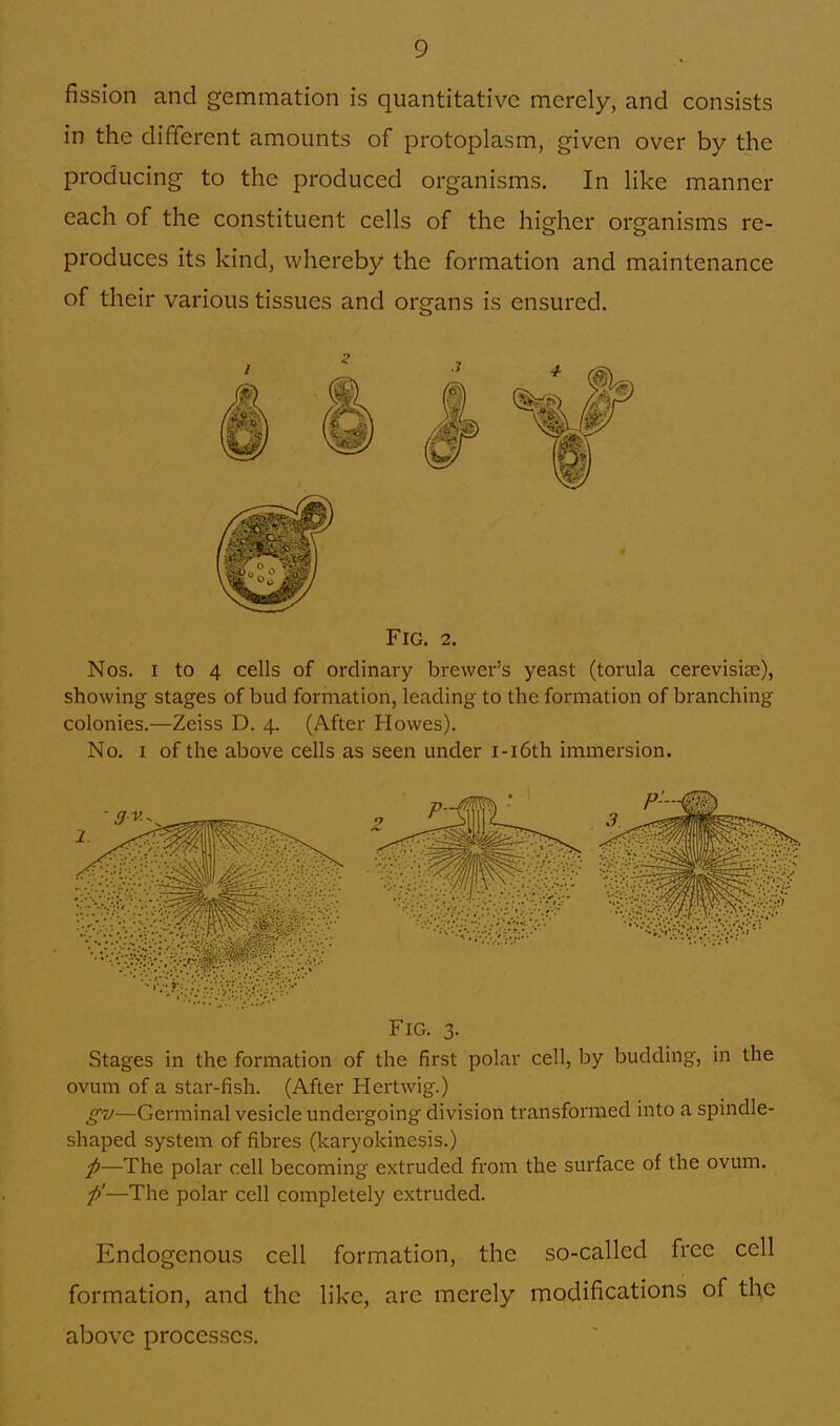 fission and gemmation is quantitative merely, and consists in the different amounts of protoplasm, given over by the producing to the produced organisms. In like manner each of the constituent cells of the higher organisms re- produces its kind, whereby the formation and maintenance of their various tissues and organs is ensured. Fig. 2. Nos. i to 4 cells of ordinary brewer's yeast (torula cerevisia?), showing stages of bud formation, leading to the formation of branching colonies.—Zeiss D. 4. (After Howes). No. 1 of the above cells as seen under i-i6th immersion. Fig. 3. Stages in the formation of the first polar cell, by budding, in the ovum of a star-fish. (After Hertwig.) gv—Germinal vesicle undergoing division transformed into a spindle- shaped system of fibres (karyokinesis.) /—The polar cell becoming extruded from the surface of the ovum. p'—The polar cell completely extruded. Endogenous cell formation, the so-called free cell formation, and the like, arc merely modifications of the above processes.