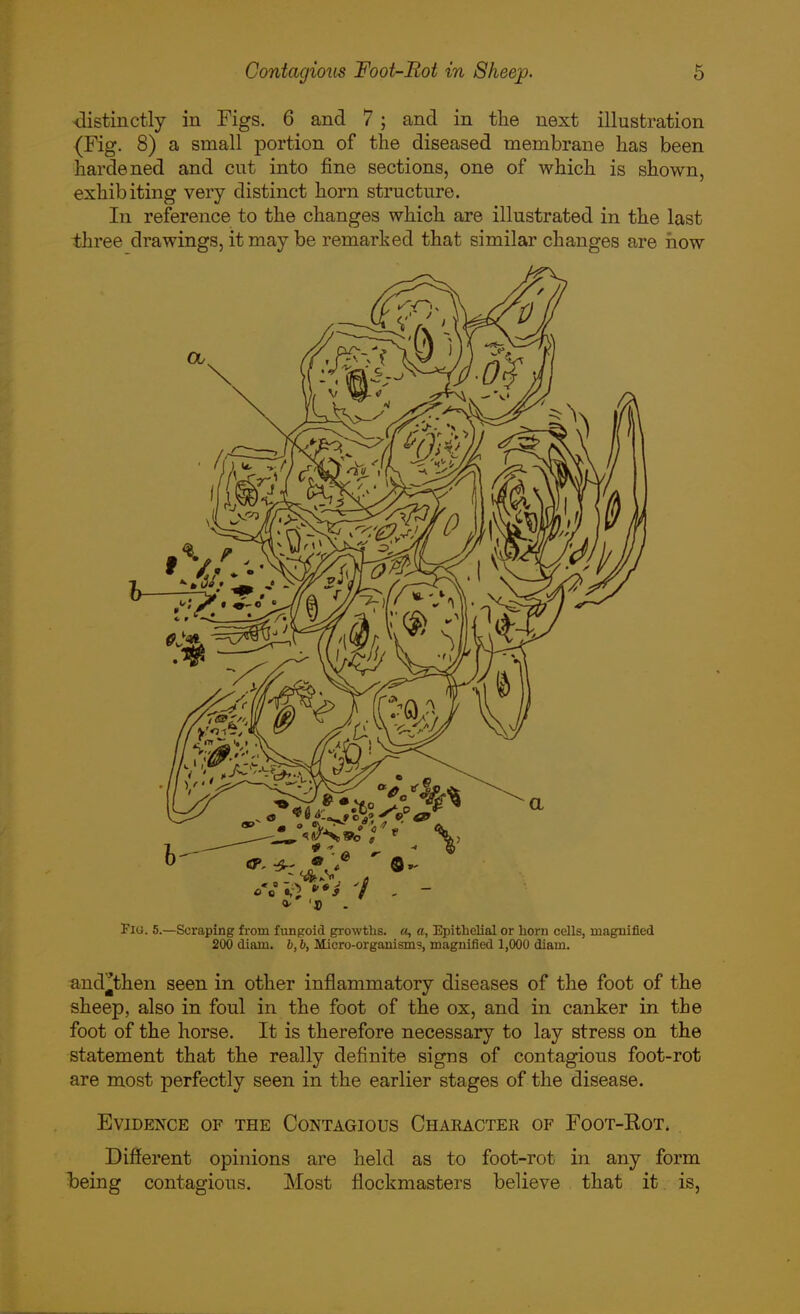 <listinctly in Figs. 6 and 7 ; and in the next illustration (Fig. 8) a small portion of the diseased membrane has been hardened and cut into fine sections, one of which is shown, exhibiting very distinct horn structure. In reference to the changes which are illustrated in the last three drawings, it may be remarked that similar changes are how Flu. 5.—Scraping from fungoid growths. a, a, Epithelial or horn cells, magnified 200 diam. b,b, Micro-organism?, magnified 1,000 diam. and^then seen in other inflammatory diseases of the foot of the sheep, also in foul in the foot of the ox, and in canker in the foot of the horse. It is therefore necessary to lay stress on the statement that the really definite signs of contagious foot-rot are most perfectly seen in the earlier stages of the disease. Evidence of the Contagious Character of Foot-Rot. Different opinions are held as to foot-rot in any form being contagious. Most flockmasters believe that it. is,