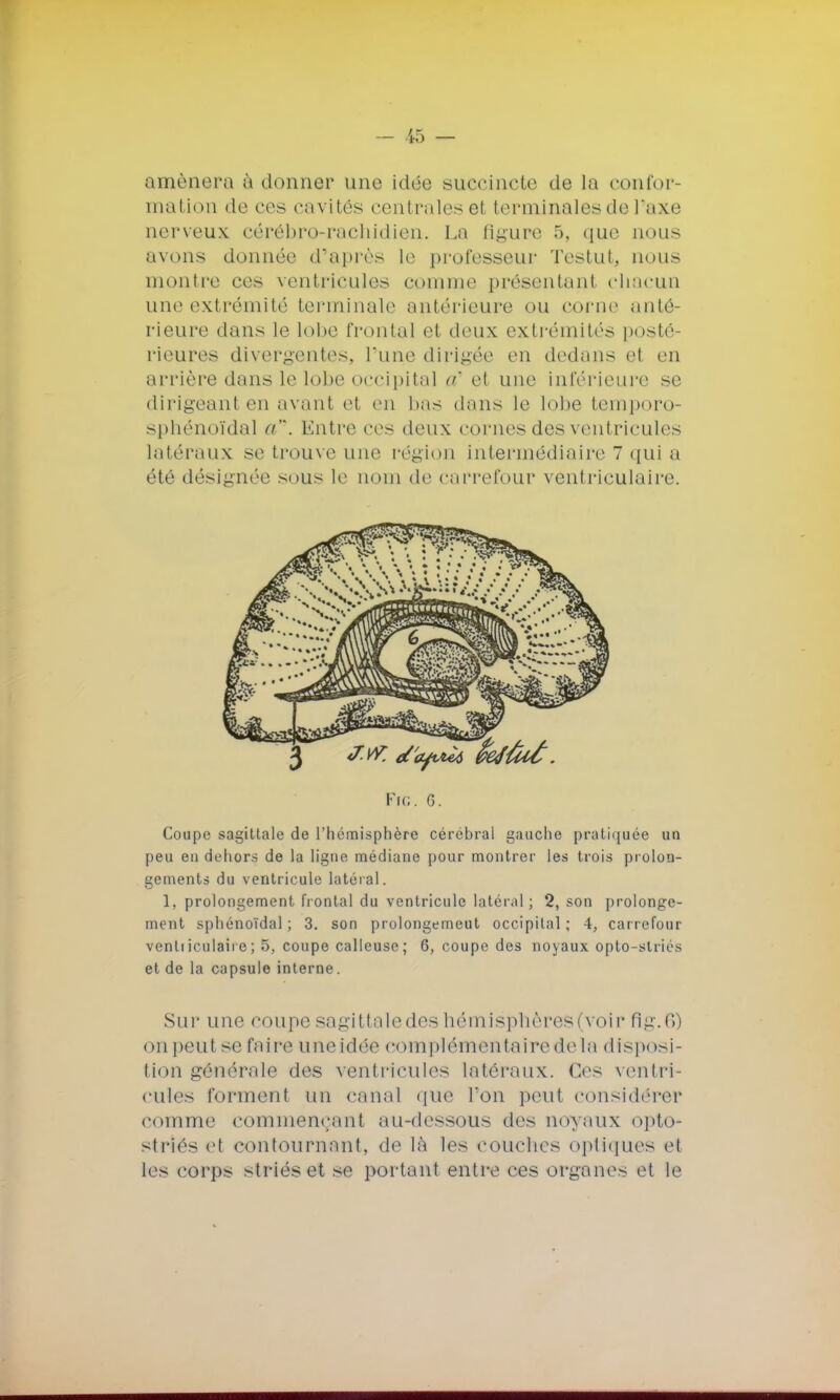 amènera à donner une idée succincte de la confor- mation de ers cavités centrales et terminales de l'axe nerveux eérébro-racliidien. La figure 5, que nous avons donnée d'après le professeur Testut, nous montre ces ventricules comme présentant chacun une extrémité terminale antérieure ou corne anté- rieure dans le lobe frontal et deux extrémités posté- rieures divergentes, l'une dirigée en dedans et en arrière dans le lobe occipital a' et une intérieure se dirigeant en avant et en bas dans le lobe temporo- sphénoïdal a. Entre ces deux cornes des ventricules latéraux se trouve une région intermédiaire 7 qui a été désignée sous le nom de carrefour ventriculaire. Fie. G. Coupe sagittale de l'hémisphère cérébral gauche pratiquée un peu en dehors de la ligne médiane pour montrer les trois prolon- gements du ventricule latéral. 1, prolongement frontal du ventricule latéral; 2, son prolonge- ment sphénoïdal ; 3. son prolongemeut occipital ; 4, carrefour venliiculaire; 5, coupe calleuse; 6, coupe des noyaux opto-striés et de la capsule interne. Sur une coupe sagittaledes hémisphères (voir fîg.6) on peut se l'aire une idée complémentaire de la disposi- tion générale des ventricules latéraux. Ces ventri- cules forment un canal que l'on peut considérer comme commençant au-dessous des noyaux opto- striés et contournant, de là les couches optiques et les corps striés et se portant entre ces organes et le