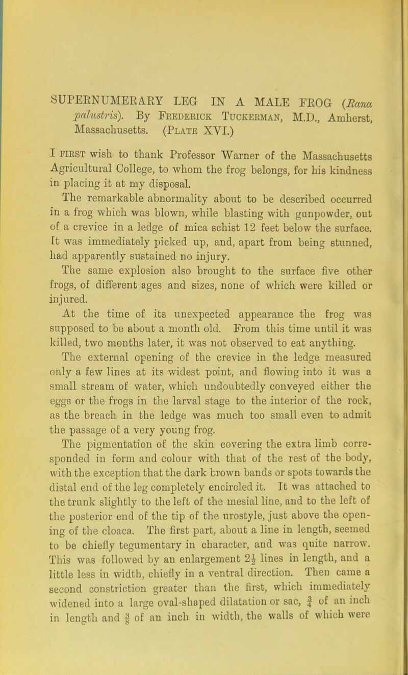 SUPERNUMERARY LEG IN A MALE FROG (Rana palustris). By Frederick Tuckerman, M.D., Amherst, Massachusetts. (Plate XVI.) I first wish to thank Professor Warner of the Massachusetts Agricultural College, to whom the frog belongs, for his kindness in placing it at my disposal. The remarkable abnormality about to be described occurred in a frog which was blown, while blasting with gunpowder, out of a crevice in a ledge of mica schist 12 feet below the surface, [t was immediately picked up, and, apart from being 6tunned, had apparently sustained no injury. The same explosion also brought to the surface five other frogs, of different ages and sizes, none of which were killed or injured. At the time of its unexpected appearance the frog was supposed to be about a month old. From this time until it was killed, two months later, it was not observed to eat anything. The external opening of the crevice in the ledge measured only a few lines at its widest point, and flowing into it was a small stream of water, which undoubtedly conveyed either the eggs or the frogs in the larval stage to the interior of the rock, as the breach in the ledge was much too small even to admit the passage of a very young frog. The pigmentation of the skin covering the extra limb corre- sponded in form and colour with that of the rest of the body, with the exception that the dark brown bands or spots towards the distal end of the leg completely encircled it. It was attached to the trunk slightly to the left of the mesial line, and to the left of the posterior end of the tip of the urostyle, just above the open- ing of the cloaca. The first part, about a line in length, seemed to be chiefly tegumentary in character, and wa3 quite narrow. This was followed by an enlargement 2h lines in length, and a little less in width, chiefly in a ventral direction. Then came a second constriction greater than the first, which immediately widened into a large oval-shaped dilatation or sac, £ of an inch in leuffth and g of an inch in width, the walls of which were
