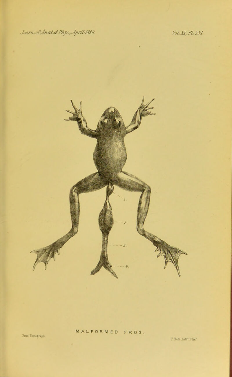 MALFORMED FROG F Huth, Lith' Ed.n'