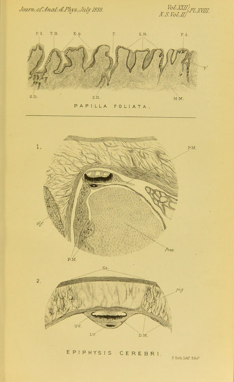 Journ.of^'fnat.(£,F/iys.,Juij ISS8. EPIPHYSIS CEREBRI. F HuUi.LiUi' Edin'