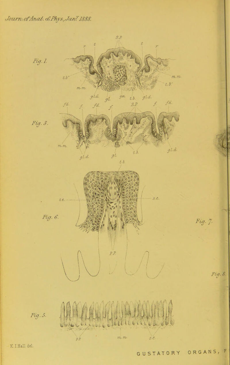 Jonrn. of Anal. dZPhjs.,Ja/i]!'1888. Fig. 5. B2 K.I.Hall del. GUSTATORY ORGANS