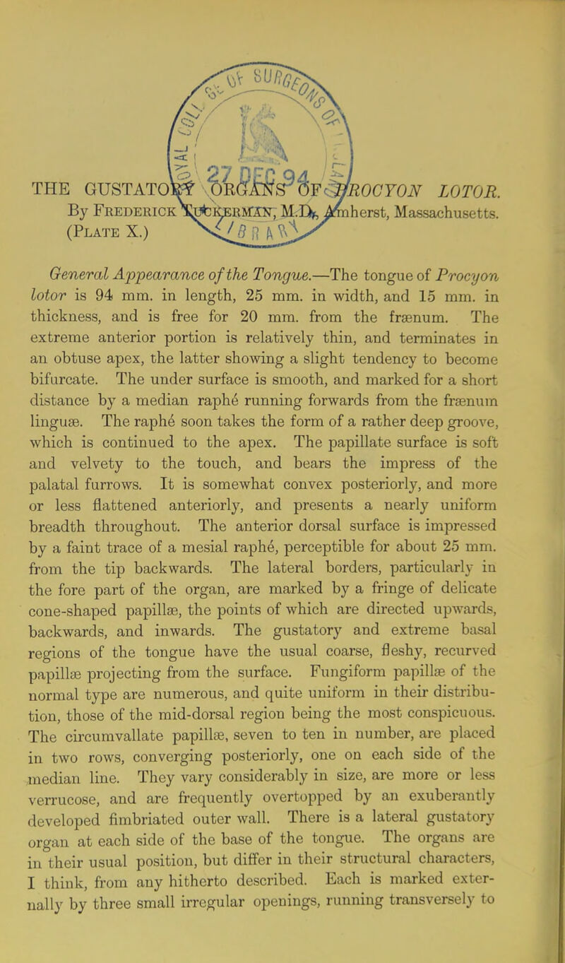 THE GUSTATO^ pRGAW OFC&ROCYON LOTOR. By Frederick l^fcipsRMror; M.D*, ^mherst, Massachusetts. (Plate X.) General Appearance of the Tongue.—The tongue of Procyon lotor is 94 mm. in length, 25 mm. in width, and 15 mm. in thickness, and is free for 20 mm. from the fraenum. The extreme anterior portion is relatively thin, and terminates in an obtuse apex, the latter showing a slight tendency to become bifurcate. The under surface is smooth, and marked for a short distance by a median raphe running forwards from the fraenum linguae. The raphe soon takes the form of a rather deep groove, which is continued to the apex. The papillate surface is soft and velvety to the touch, and bears the impress of the palatal furrows. It is somewhat convex posteriorly, and more or less flattened anteriorly, and presents a nearly uniform breadth throughout. The anterior dorsal surface is impressed by a faint trace of a mesial raphe, perceptible for about 25 mm. from the tip backwards. The lateral borders, particularly in the fore part of the organ, are marked by a fringe of delicate cone-shaped papillae, the points of which are directed upwards, backwards, and inwards. The gustatory and extreme basal regions of the tongue have the usual coarse, fleshy, recurved papillae projecting from the surface. Fungiform papillae of the normal type are numerous, and quite uniform in their distribu- tion, those of the mid-dorsal region being the most conspicuous. The circumvallate papillae, seven to ten in number, are placed in two rows, converging posteriorly, one on each side of the median line. They vary considerably in size, are more or less verrucose, and are frequently overtopped by an exuberantly developed fimbriated outer wall. There is a lateral gustatory organ at each side of the base of the tongue. The organs are in their usual position, but differ in their structural characters, I think, from any hitherto described. Each is marked exter- nally by three small irregular openings, running transversely to