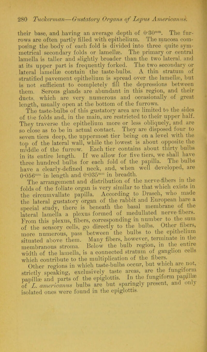 their base, and having an average depth of 0-30,m. The fur- rows are often partly filled with epithelium. The mucosa com- posing the body of each fold is divided into three quite sym- metrical secondary folds or lamellae. The primary or central lamella is taller and slightly broader than the two lateral, and at its upper part is frequently forked. The two secondary or lateral lamellre contain the taste-bulbs. A thin stratum of stratified pavement epithelium is spread over the lamella?, but is not sufficient to completely fill the depressions between them. Serous glands are abundant in this region, and their ducts, which are very numerous and occasionally of great length, usually open at the bottom of the furrows. The taste-bulbs of this gustatory area are limited to the sides of the folds and, in the main, are restricted to their upper half. They traverse the epithelium more or less obliquely, and are so close as to be in actual contact. They are disposed four to seven tiers deep, the uppermost tier being on a level with the top of the lateral wall, while the lowest is about opposite the middle of the furrow. Each tier contains about thirty bulbs in its entire length. If we allow for five tiers, we shall have three hundred bulbs for each fold of the papilla. The bulbs have a clearly-defined neck, and, when well developed, are 0-056 in length and 0-035m,n in breadth. The arrangement and distribution of the nerve-fibers in the folds of the foliate organ is very similar to that which exists in the circumvallate papilla. According to Drasch, who made the lateral gustatory organ of the rabbit and European hare a special study, there is beneath the basal membrane of the lateral lamella a plexus formed of medullated nerve^fibers. From this plexus, fibers, corresponding in number to the sum of the sensory cells, go directly to the bulbs. Other fibers, more numerous, pass between the bulbs to the epithelium situated above them. Many fibers, however, terminate m the membranous stroma. Below the bulb region, in the entire width of the lamella, is a connected stratum of ganglion cells which contribute to the multiplication of the fibers. Other regions in which taste-bulbs occur, but which are not, strictly speakincr, exclusively taste areas are the fungiform papill* and parts of the epiglottis. In the fungiform pamllffl of L. americamos bulbs are but sparingly present, and only isolated ones were found in the epiglottis.