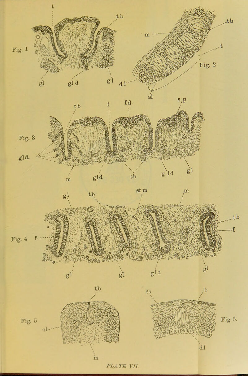 PLATE VII,