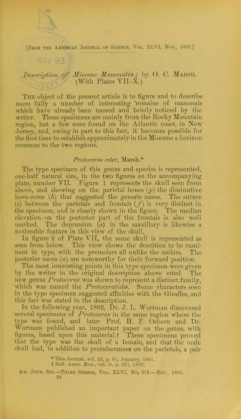 Description of Miocene Mammalia; by O. C. Marsh. ! (Witli Plates VII-X.)  The object of the present article is to figure and to describe more fully a number of interesting remains of mammals which have already been named and briefly noticed by the writer. These specimens are mainly from the Kocky Mountain region, but a few were found on the Atlantic coast, in New Jersey, and, owing in part to this fact, it becomes possible for the first time to establish approximately in the Miocene a horizon common to the two regions. Protoceras celer, Marsh.* The type specimen of this genus and species is represented, one-half natural size, in the two figures on the accompanying plate, number VII. Figure 1 represents the skull seen from above, and showing on the parietal bones {p) the diminutive horn-cores (h) that suggested the generic name. The suture (s) between the parietals and frontals ((/) is very distinct in the specimen, and is clearly shown in the figure. The median elevation/on the posterior part of the frontals is also well marked. The depression (a) in the maxillary is likewise a noticeable feature in this view of the skull. In figure 2 of Plate VII, the same skull is represented as seen from below. This view shows the dentition to be rumi- nant in type, with the premolars all unlike the molars. The posterior nares (n) are noteworthy for their forward position. The most interesting points in this type specimen were given by the writer in the original description above cited. The new genus Protoceras was shown to represent a distinct family, which was named the Protoceratidce. Some characters seen in the type specimen suggested affinities with the Giraffes, and this fact was stated in the description. In the following year, 1892, Dr. J. L. Wortman discovered several specimens of Protoceras in the same region where the type was found, and later Prof. H. F. Osborn and Dr. Wortman published an important paper on the genus, with figures, based upon this material.! These specimens proved that the type was the skull of a female, and that the male skull had, in addition to protuberances on the parietals, a pair *Thi* Journal, vol. xli, p. 81, January, 1891. t Bull. Arner. Muh., vol. iv, p. 351, 1892. Am. Jock. Sol—Third Series, Vol. XLVI, No. 275.—Nov., 1893. 28