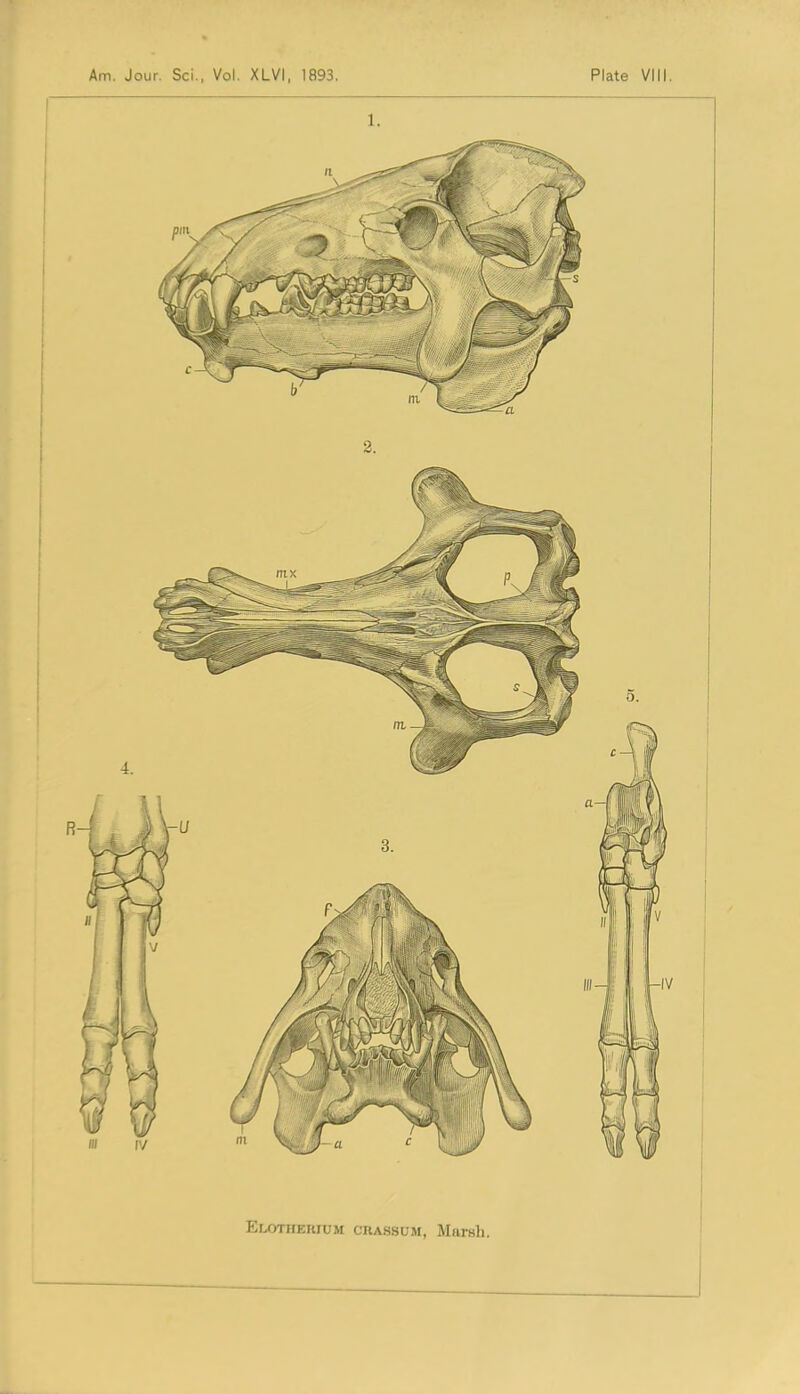 1. Elotheiuum CHASSUM, Marsh.