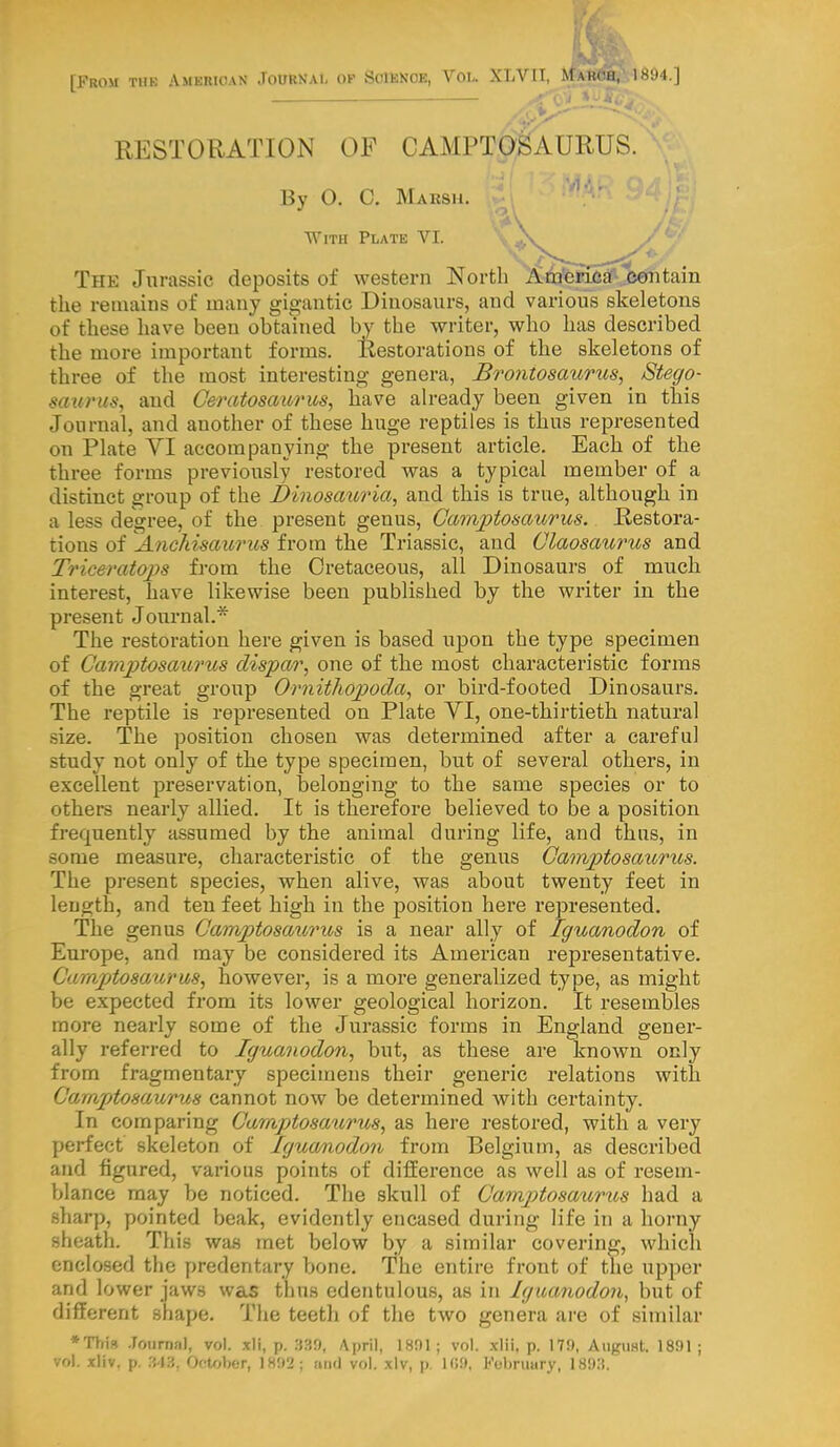 RESTORATION OF CAMPTOSAURUS. the remains of many gigantic Dinosaurs, and various skeletons of these have been obtained by the writer, who has described the more important forms, Restorations of the skeletons of three of the most interesting genera, Brontosaurus, Stego- murus, and Ceratosaurus, have already been given in this Journal, and another of these huge reptiles is thus represented on Plate VI accompanying the present article. Each of the three forms previously restored was a typical member of a distinct group of the Dinosauria, and this is true, although in a less degree, of the present genus, Camptosaurus. Restora- tions of A?ickisaurus from the Triassic, and Claosaurus and Trieeratqps from the Cretaceous, all Dinosaurs of much interest, have likewise been published by the writer in the present Journal.* The restoration here given is based upon the type specimen of Camptosatcrus dispar, one of tlie most characteristic forms of the great group Ornithopoda, or bird-footed Dinosaurs. The reptile is represented on Plate YI, one-thirtieth natural size. The position chosen was determined after a careful study not only of the type specimen, but of several others, in excellent preservation, belonging to the same species or to others nearly allied. It is therefore believed to be a position frequently assumed by the animal during life, and thus, in some measure, characteristic of the genus Camptosatcrus. The present species, when alive, was about twenty feet in length, and ten feet high in the position here represented. The genus Camptosaurus is a near ally of Iguanodon of Europe, and may be considered its American representative. Camptosaurus, however, is a more generalized type, as might be expected from its lower geological horizon. It resembles more nearly some of the Jurassic forms in England gener- ally referred to Iguanodon, but, as these are known only from fragmentary specimens their generic relations with CarapAosaurus cannot now be determined with certainty. In comparing Camptosaurus, as here restored, with a very perfect skeleton of Iguanodon from Belgium, as described and figured, various points of difference as well as of resem- blance may be noticed. The skull of Camptosaurus had a sharp, pointed beak, evidently encased during life in a horny enclosed the predentary bone. The entire front of the upper and lower jaws was thus edentulous, as in Iguanodon, but of different shape. The teeth of the two genera are of similar *Tbis Journal, vol. xli, p. 33!), April, 1891; vol. xlii, p. 179, August. 1891 ; vol. xliv. p. 343, October, 1892; and vol. xlv, p. 109, February, 1893. sheath. This was met below by ilar which