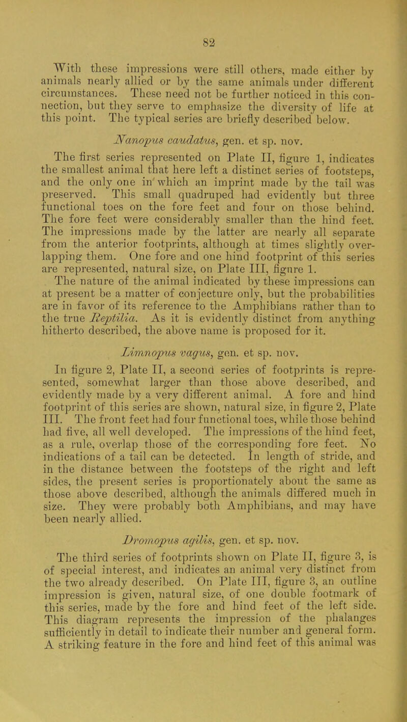 With these impressions were still others, made either by animals nearly allied or by the same animals under different circumstances. These need not be further noticed in this con- nection, but they serve to emphasize the diversity of life at this point. The typical series are briefly described below. Nanopus caudatus, gen. et sp. nov. The first series represented on Plate II, figure 1, indicates the smallest animal that here left a distinct series of footsteps, and the only one in'which an imprint made by the tail was preserved. This small quadruped had evidently but three functional toes on the fore feet and four on those behind. The fore feet were considerably smaller than the hind feet. The impressions made by the latter are nearly all separate from the anterior footprints, although at times slightly over- lapping them. One fore and one hind footprint of this series are represented, natural size, on Plate III, figure 1. The nature of the animal indicated by these impressions can at present be a matter of conjecture only, but the probabilities are in favor of its reference to the Amphibians rather than to the true Iieptilia. As it is evidently distinct from anything hitherto described, the above name is proposed for it. Limnopus vagus, gen. et sp. nov. In figure 2, Plate II, a second series of footprints is repre- sented, somewhat larger than those above described, and evidently made by a very different animal. A fore and hind footprint of this series are shown, natural size, in figure 2, Plate III. The front feet had four functional toes, while those behind had five, all well developed. The impressions of the hind feet, as a rule, overlap those of the corresponding fore feet. No indications of a tail can be detected. In length of stride, and in the distance between the footsteps of the right and left sides, the present series is proportionately about the same as those above described, although the animals differed much in size. They were probably both Amphibians, and may have been nearly allied. Dromojpus agilis, gen. et sp. nov. The third series of footprints shown on Plate II, figure 3, is of special interest, and indicates an animal very distinct from the two already described. On Plate III, figure 3, an outline impression is given, natural size, of one double footmark of this series, made by the fore and hind feet of the left side. This diagram represents the impression of the phalanges sufficiently in detail to indicate their number and general form. A striking feature in the fore and hind feet of this animal was