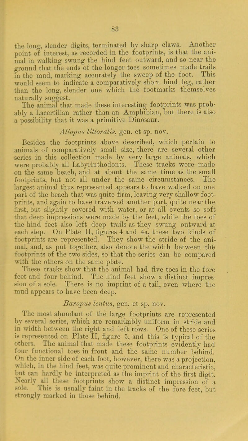 the long, slender digits, terminated by sharp claws. Another point of interest, as recorded in the footprints, is that the ani- mal in walking swnng the hind feet outward, and so near the ground that the ends of the longer toes sometimes made trails hi the mnd, marking accurately the sweep of the foot. This would seem to indicate a comparatively short hind leg, rather than the long, slender one which the footmarks themselves naturally suggest. The animal that made these interesting footprints was prob- ably a Lacertilian rather than an Amphibian, but there is also a possibility that it was a primitive Dinosaur. Allopus littoralis, gen. et sp. nov. Besides the footprints above described, which pertain to animals of comparatively small size, there are several other series in this collection made by very large animals, which were probably all Labyrinthodonts. These tracks were made on the same beach, and at about the same time as the small footprints, but not all under the same circumstances. The largest animal thus represented appears to have walked on one part of the beach that was quite firm, leaving very shallow foot- prints, and again to have traversed another part, quite near the first, but slightly covered with water, or at all events so soft that deep impressions were made by the feet, while the toes of the hind feet also left deep trails as they swung outward at each step. On Plate II, figures 4 and 4a, these two kinds of footprints are represented. They show the stride of the ani- mal, and, as put together, also denote the width between the footprints of the two sides, so that the series can be compared with the others on the same plate. These tracks show that the animal had five toes in the fore feet and four behind. The hind feet show a distinct impres- sion of a sole. There is no imprint of a tail, even where the mud appears to have been deep. Bar opus lentus, gen. et sp. nov. The most abundant of the large footprints are represented by several series, which are remarkably uniform in stride and in width between the right and left rows. One of these series is represented on Plate II, figure 5, and this is typical of the others. The animal that made these footprints evidently had four functional toes in front and the same number behind. On the inner side of each foot, however, there was a projection, which, in the hind feet, was quite prominent and characteristic, but can hardly be interpreted as the imprint of the first digit. Nearly all these footprints show a distinct impression of a sola This is usually faint in the tracks of the fore feet, but strongly marked in those behind.