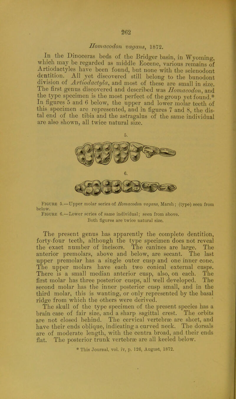 Jlomacodon vayans, 1872. In the Dinoceras beds of the Bridger basin, in Wyoming which may be regarded as middle Eocene, various remains of Artiodactyles have been found, but none with the selenodont dentition. All yet discovered still belong to the bunodont division of Artiodaciyla, and most of these are small in size. The first genus discovered and described was Homacodon, and the type specimen is the most perfect of the group yet found.* In figures 5 and 6 below, the upper and lower molar teeth of this specimen are represented, and in figures 7 and 8, the dis- tal end of the tibia and the astragalus of the same individual are also shown, all twice natural size. 5. Figure 5.—Upper molar series of Homacodon vagans, Marsh ; (type) seen from below. Figure 6.—Lower series of same individual; seen from above. Both figures are twice natural size. The present genus has apparently the complete dentition, forty-four teeth, although the type specimen does not reveal the exact number of incisors. The canines are large. The anterior premolars, above and below, are secant. The last upper premolar has a single outer cusp and one inner cone. The upper molars have each two conical external cusps. There is a small median anterior cusp, also, on each. The first molar has three posterior cusps, all well developed. The second molar has the inner posterior cusp small, and in the third molar, this is wanting, or only represented by the basal ridge from which the others were derived. The skull of the type specimen of the present species has a brain case of fair size, and a sharp sagittal crest. The orbits are not closed behind. The cervical vertebrae are short, and have their ends oblique, indicating a curved neck. The dorsals are of moderate length, with the centra broad, and their ends flat. The posterior trunk vertebrae are all keeled below.