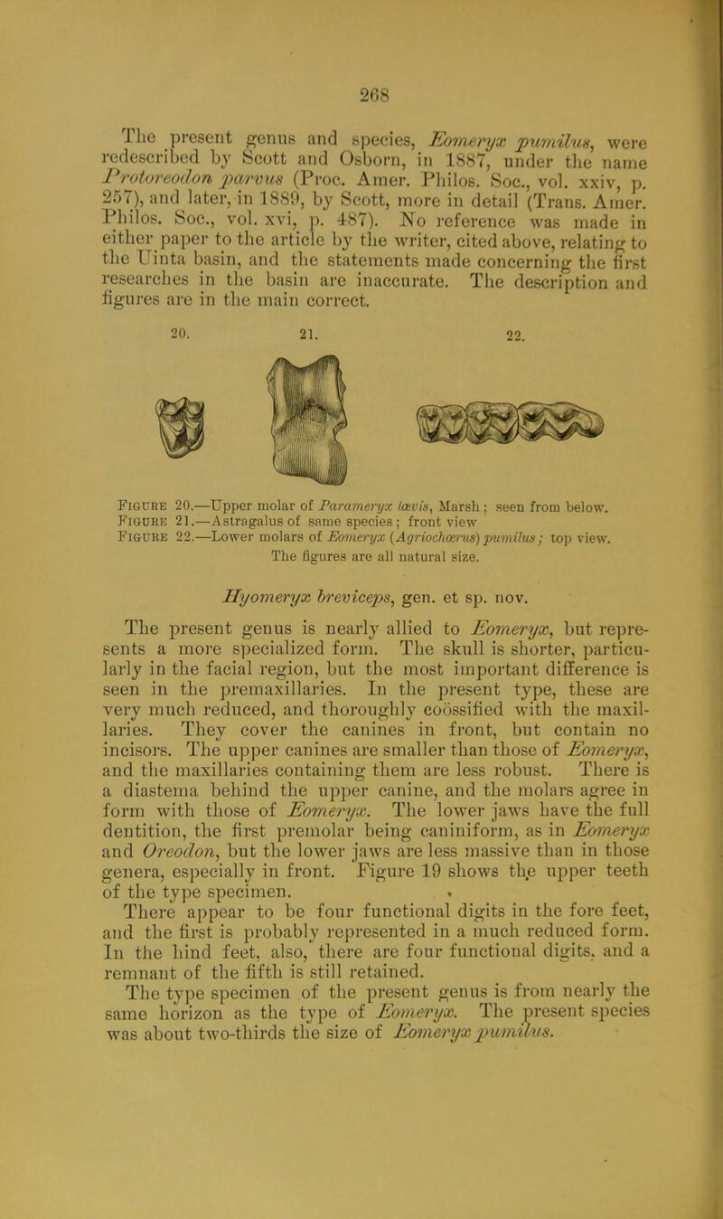 2»;s The present genus and species, Eomeryx pumilus, were redescribed by Scott and Osborn, in 1887, under the name Protoreodon parvus (Prc-c. Araer. Philos. Soc, vol. xxiv, p. 257), and later, in 1889, by Scott, more in detail (Trans. Amer. Philos. Soc, vol. xvi, p. 487). No reference was made in either paper to the article by the writer, cited above, relating to the Uinta basin, and the statements made concerning the first researches in the basin are inaccurate. The description and figures are in the main correct. 20. 21. 22. Figure 20.—Upper molar of Parameryx Icevis, Marsh ; seen from below. Figure 21.—Astragalus of same species; front view Figure 22.—Lower molars of Eomeryx (Agriochosrits) pumilus ; top view. The figures are all natural size. Hyomeryx breviceps, gen. et sp. nov. The present genus is nearly allied to Eomeryx, but repre- sents a more specialized form. The skull is shorter, particu- larly in the facial region, but the most important difference is seen in the premaxillaries. In the present type, these are very much reduced, and thoroughly coossified with the maxil- laries. They cover the canines in front, but contain no incisors. The upper canines are smaller than those of Eomeryx, and the maxillaries containing them are less robust. There is a diastema behind the upper canine, and the molars agree in form with those of Eomeryx. The lower jaws have the full dentition, the first premolar being caniniform, as in Eomeryx and Oreodon, but the lower jaws are less massive than in those genera, especially in front. Figure 19 shows the upper teeth of the type specimen. There appear to be four functional digits in the fore feet, and the first is probably represented in a much reduced form. In the hind feet, also, there are four functional digits, and a remnant of the fifth is still retained. The type specimen of the present genus is from nearly the same horizon as the type of Eomeryx. The present species was about two-thirds the size of Eomeryx pumilus.